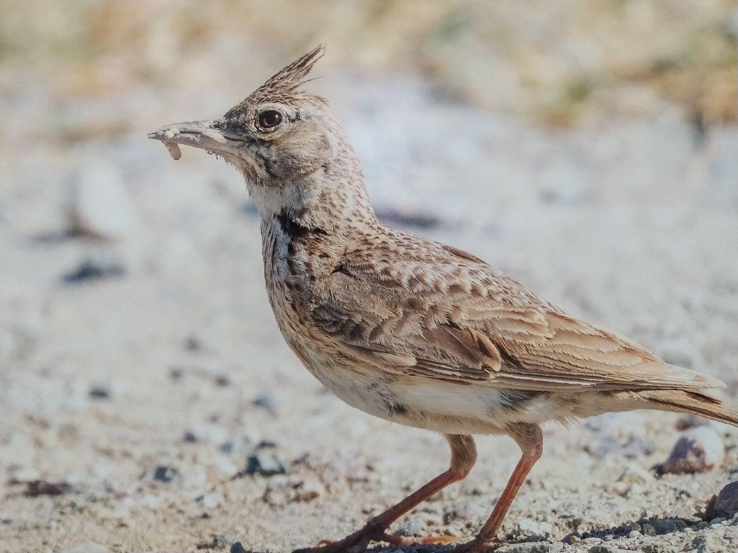 Коломна Фото Птицы