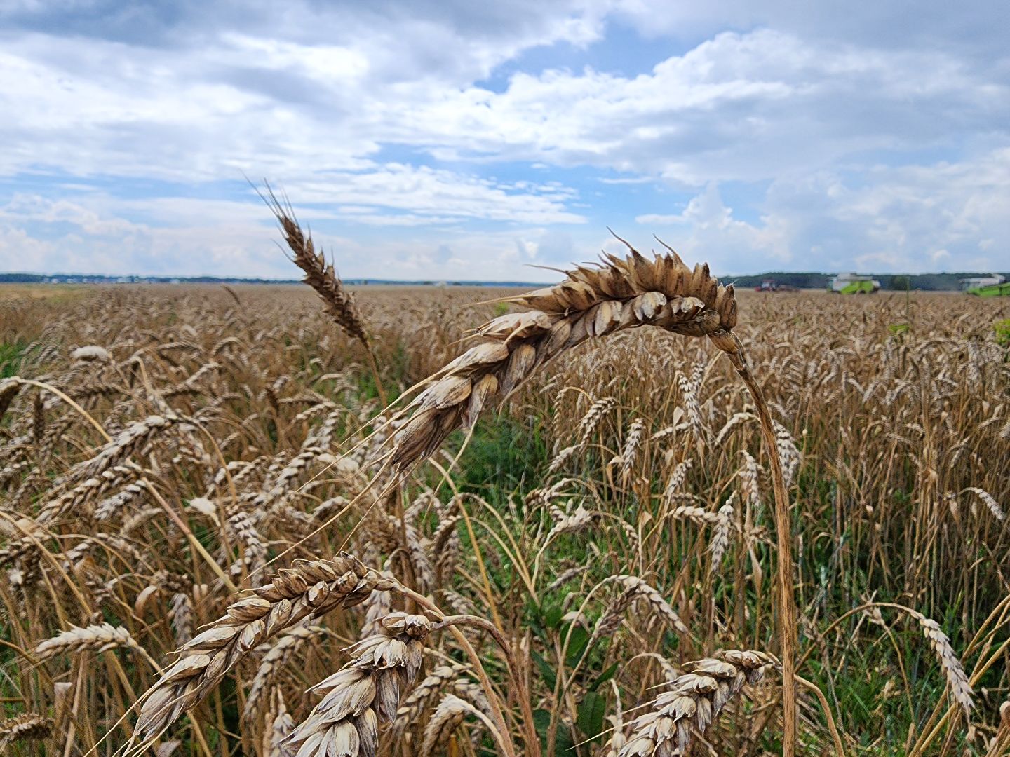 Уборка озимых, Барыбино, Домодедово