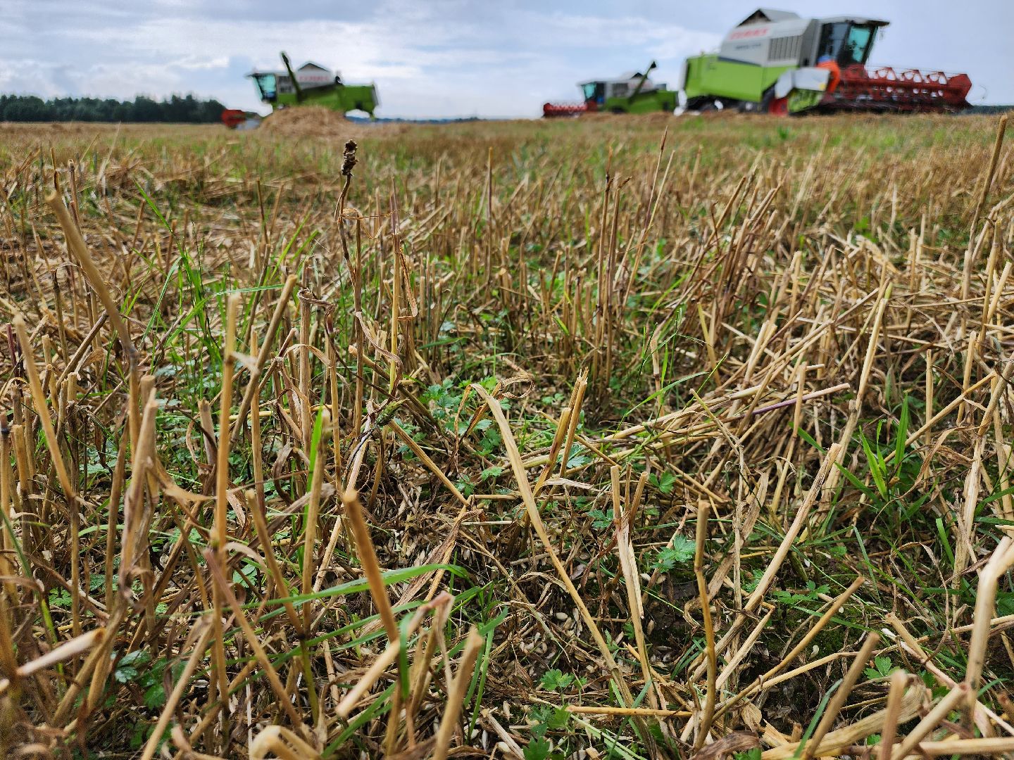 Уборка озимых, Барыбино, Домодедово