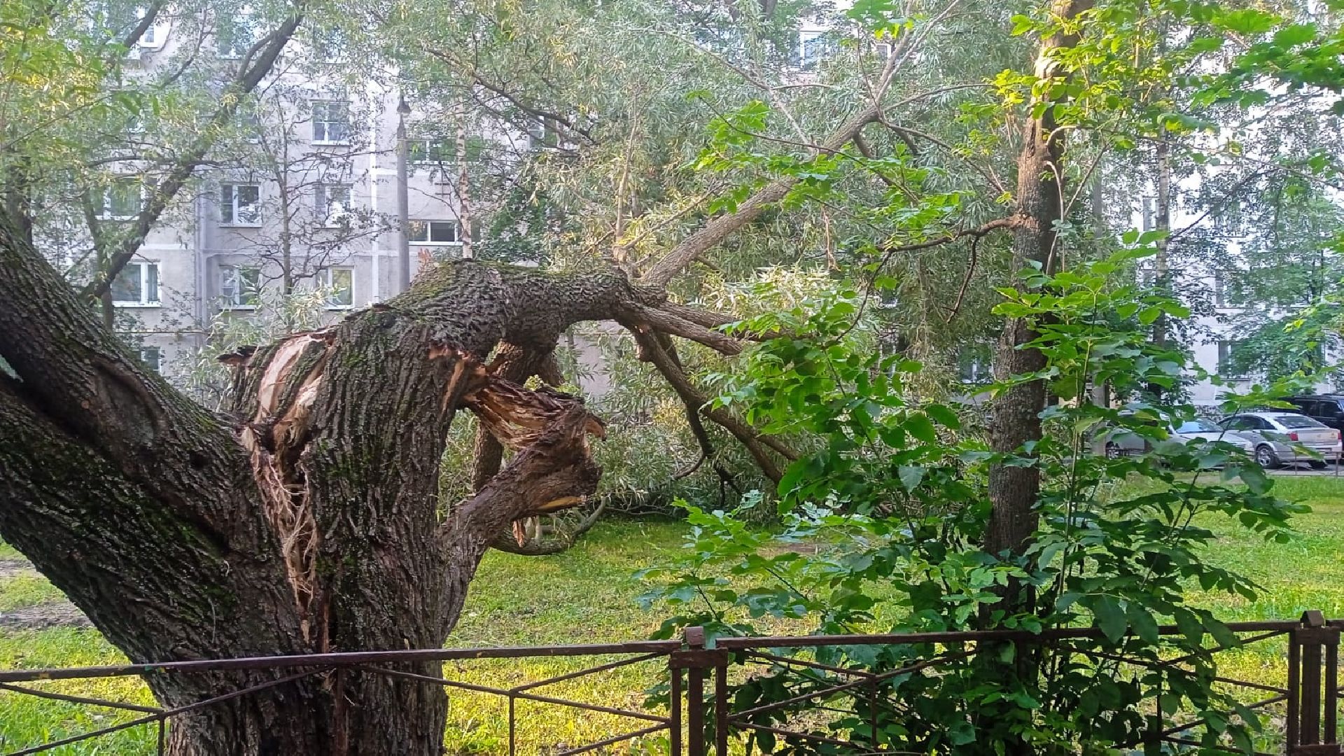 Реутов, благоустройство, деревья, тополь