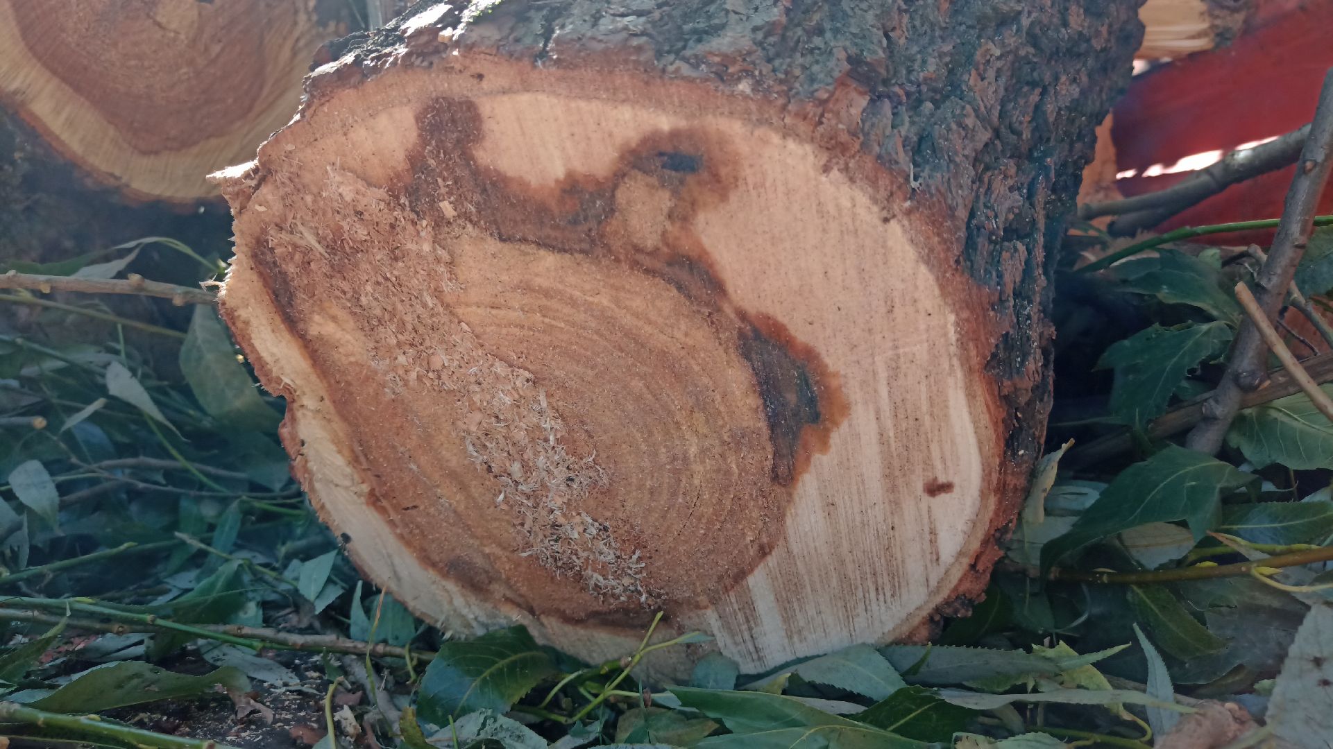 Реутов, благоустройство, деревья, тополь