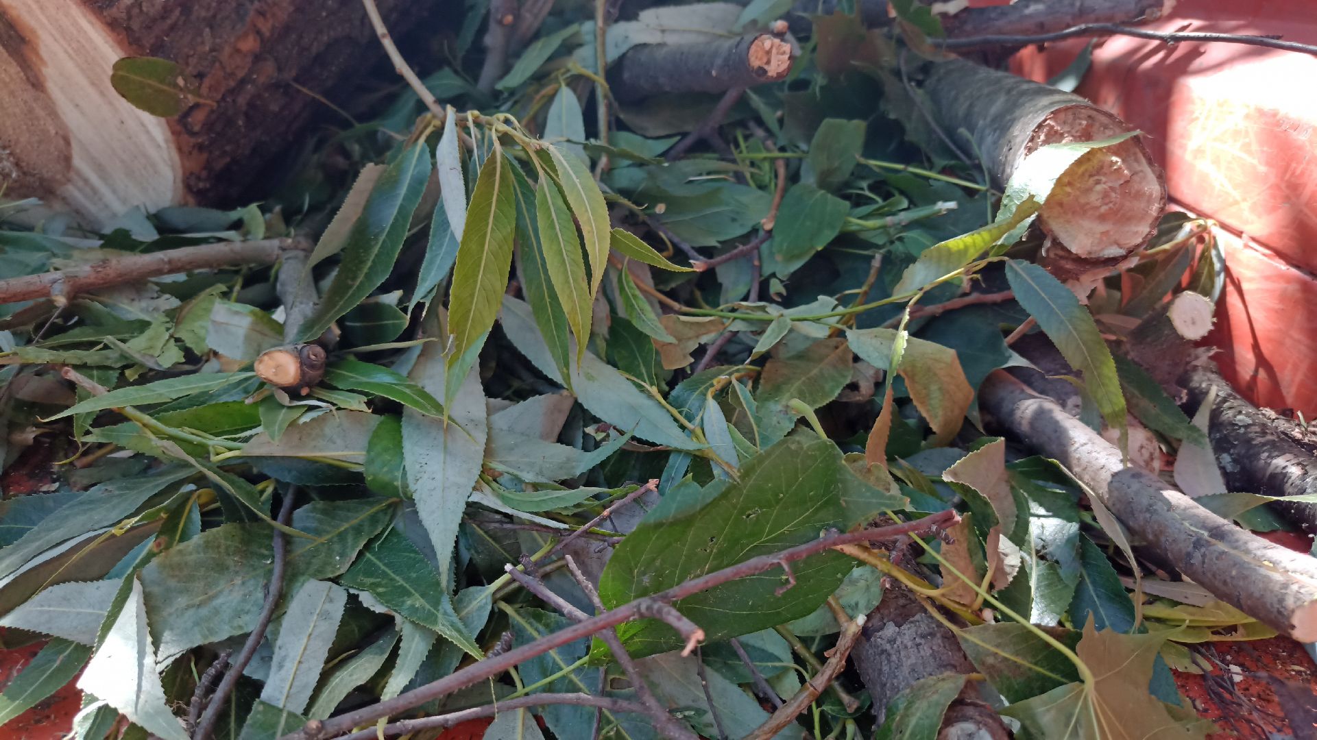 Реутов, благоустройство, деревья, тополь