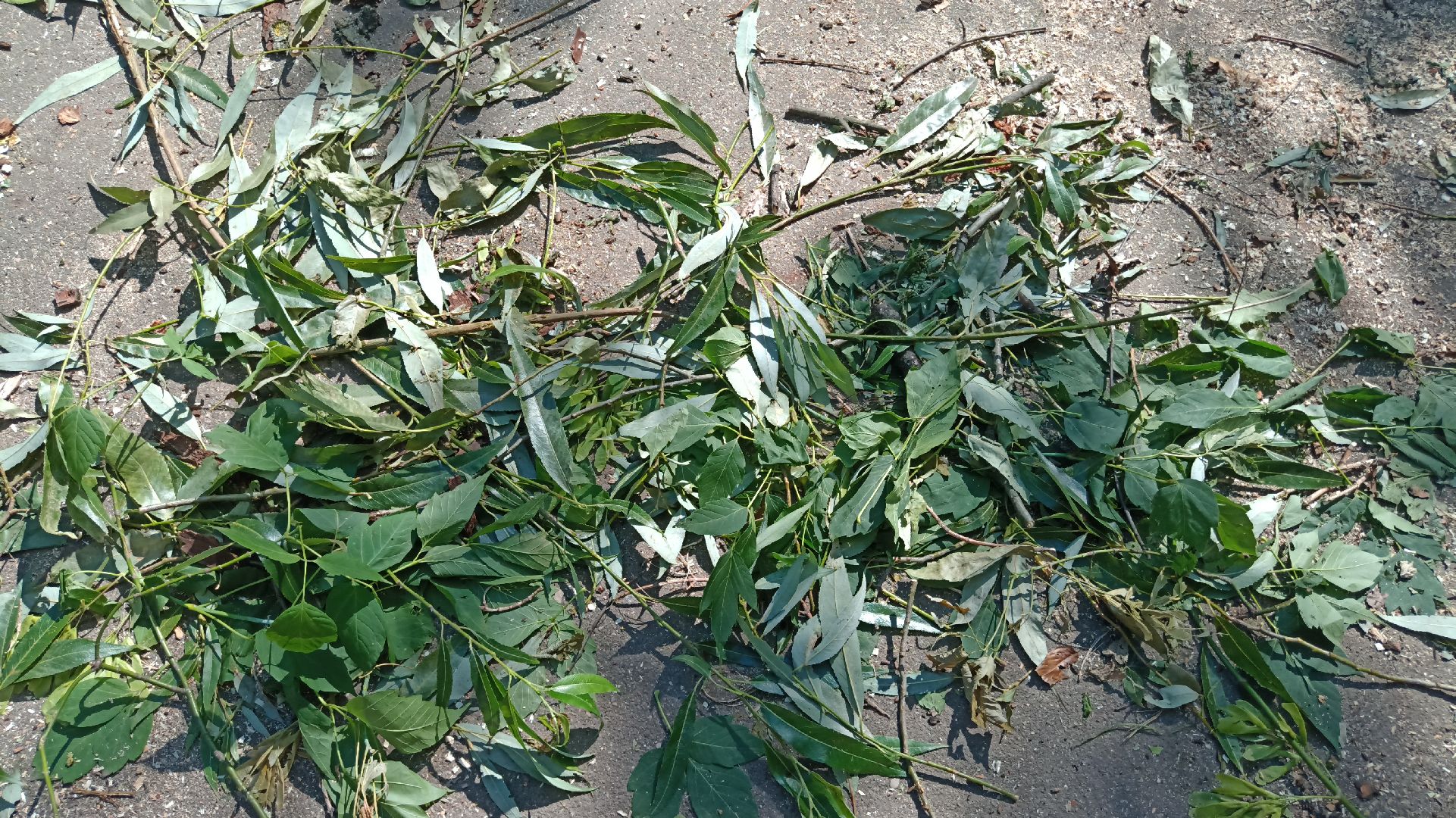 Реутов, благоустройство, деревья, тополь