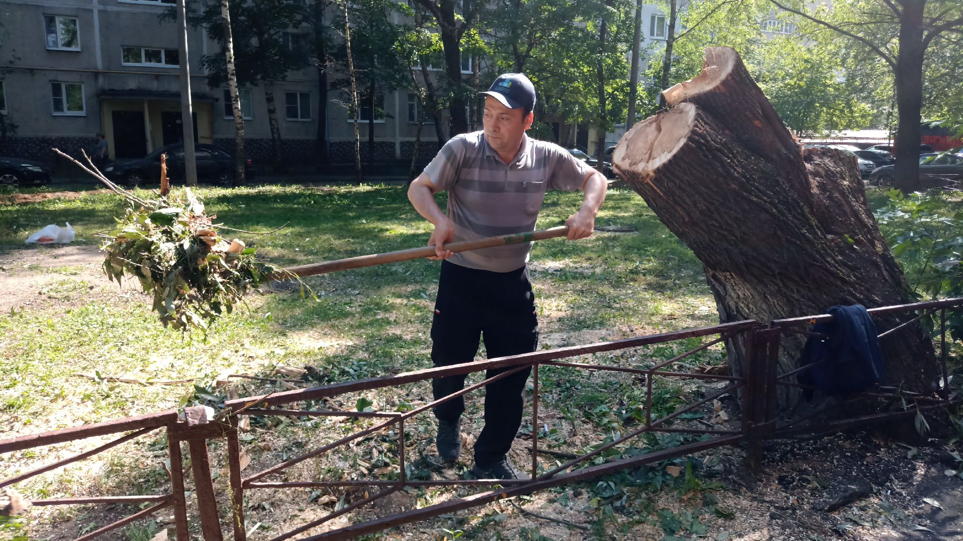 Реутов, благоустройство, деревья, тополь