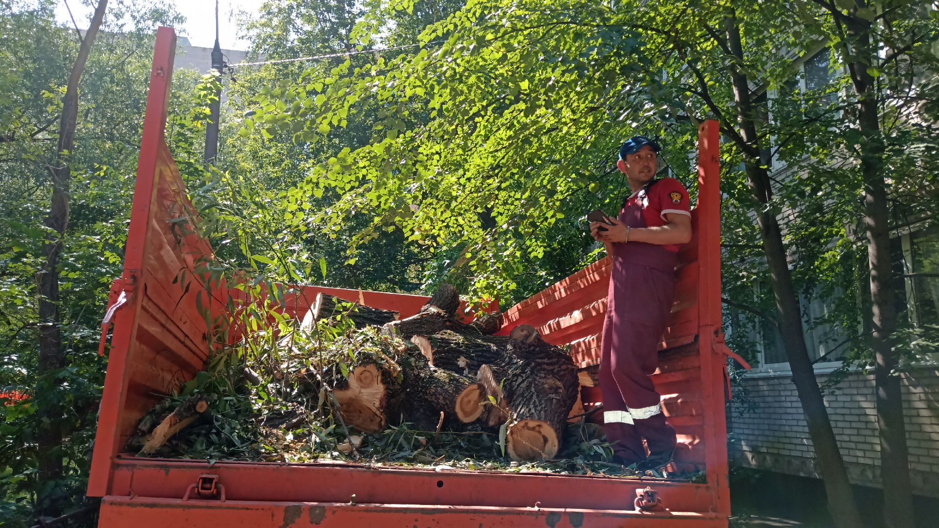 Реутов, благоустройство, деревья, тополь