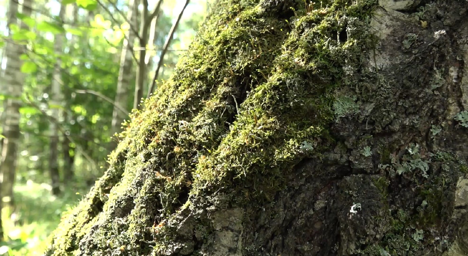 грибной сезон, МЧС, Домодедово