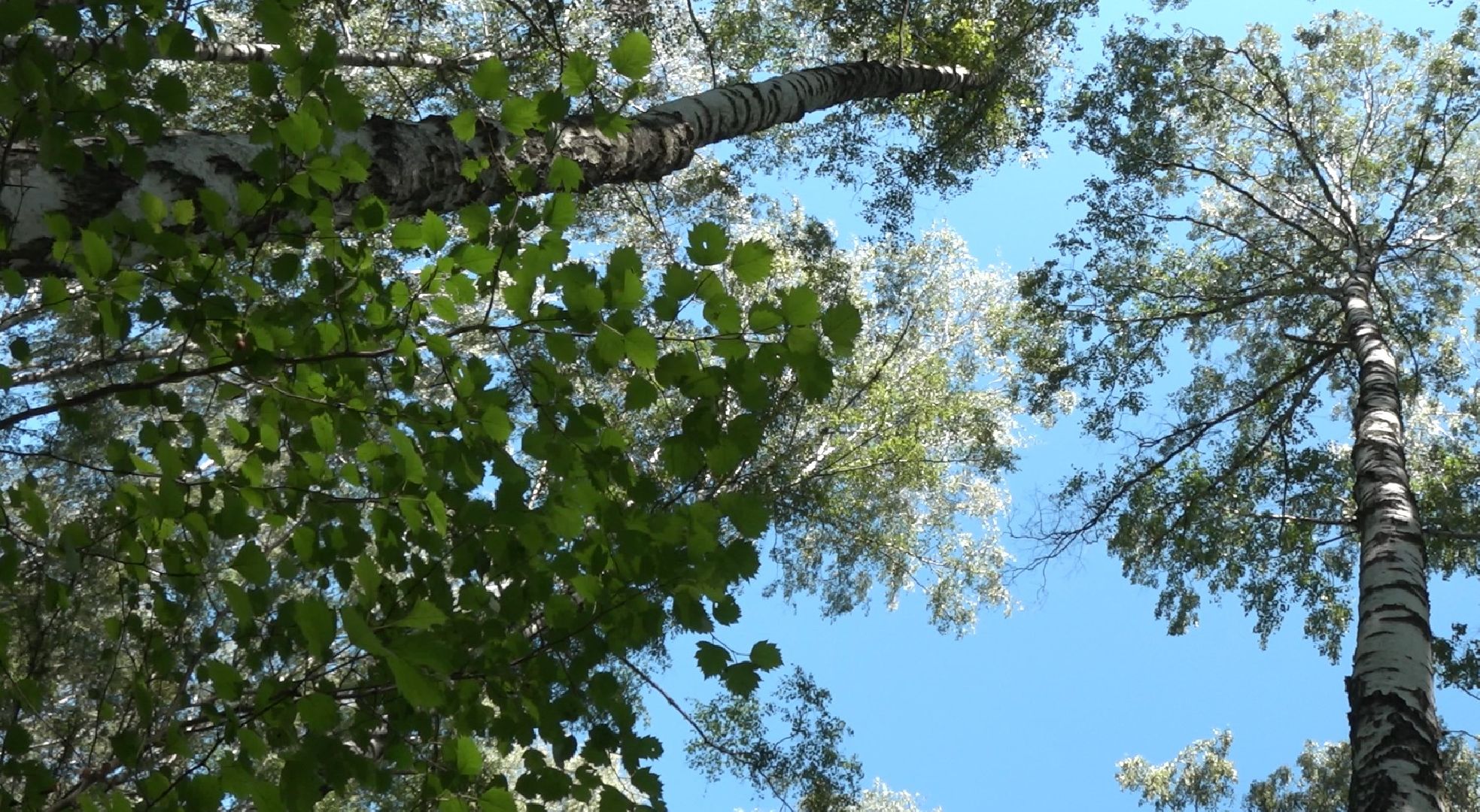 грибной сезон, МЧС, Домодедово