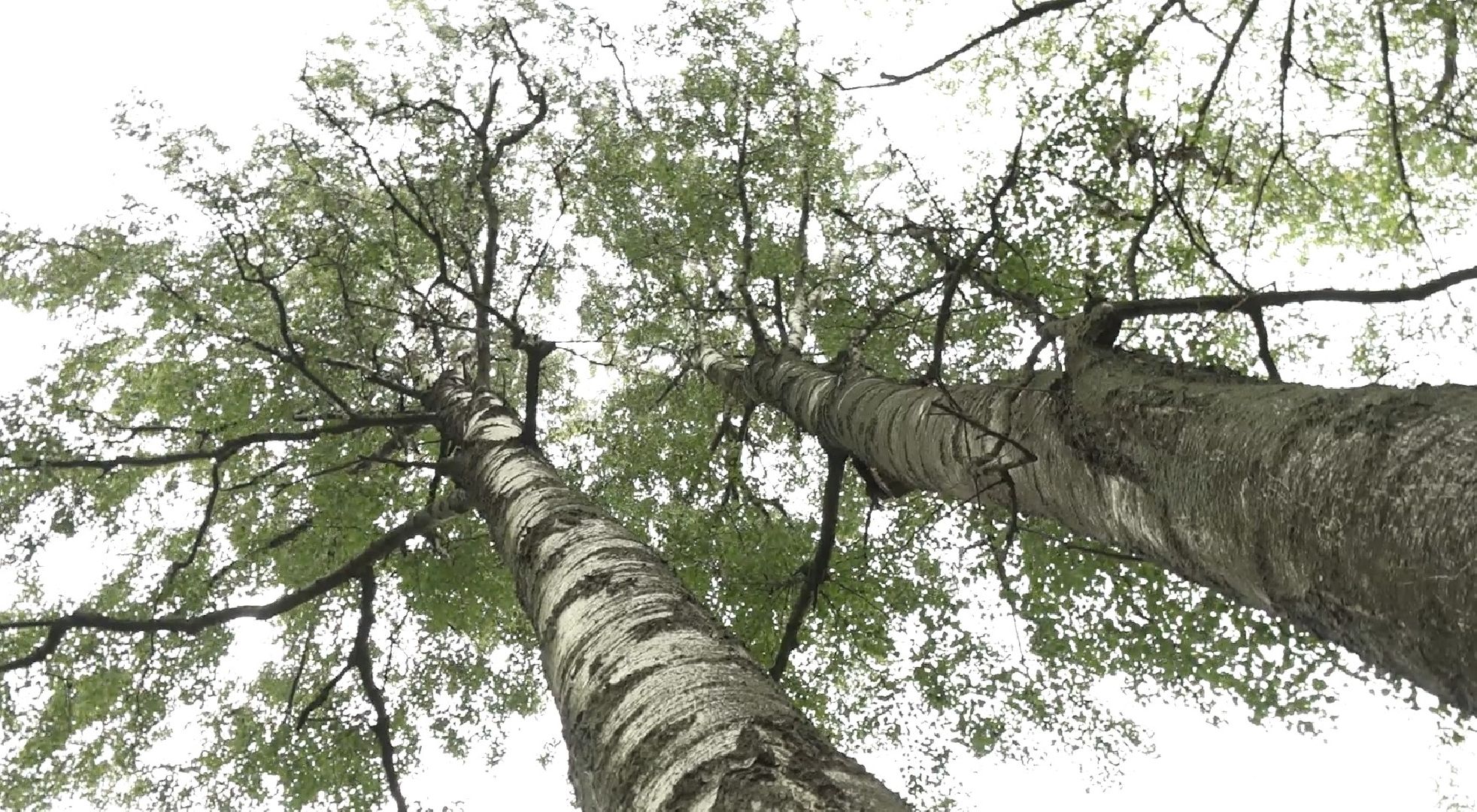 грибной сезон, МЧС, Домодедово