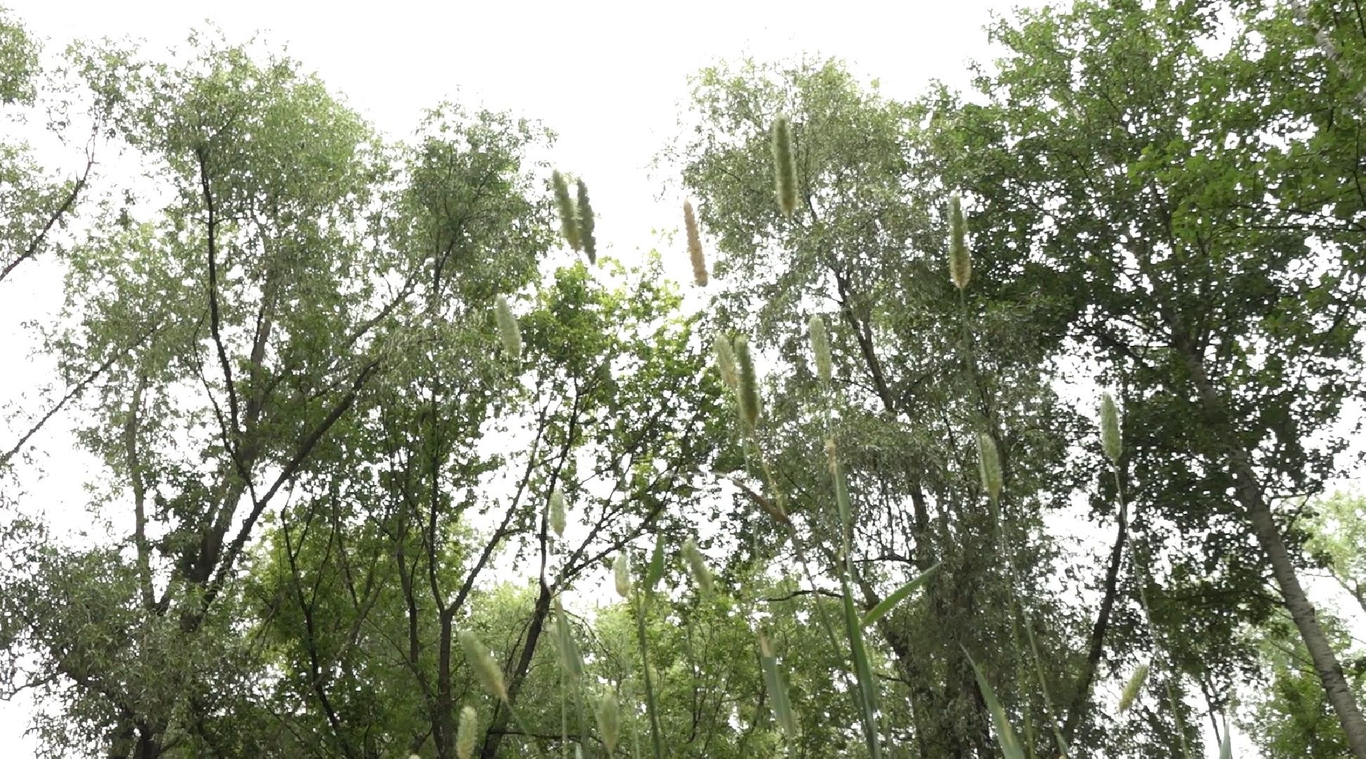 грибной сезон, МЧС, Домодедово