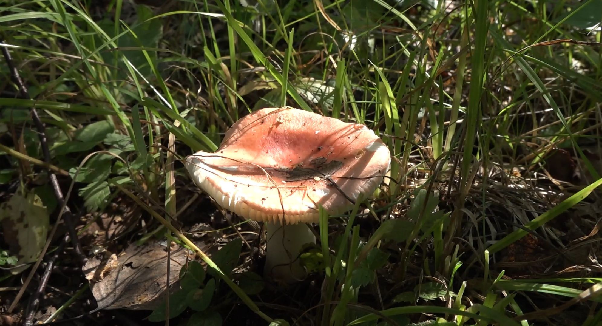 грибной сезон, МЧС, Домодедово