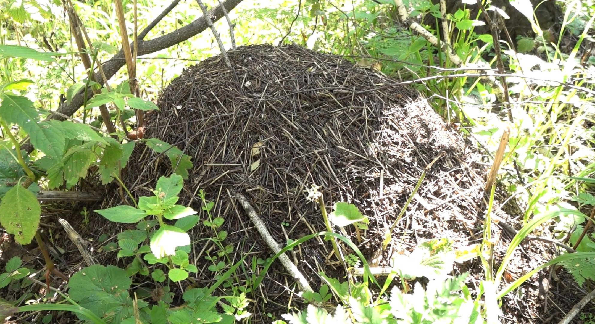 грибной сезон, МЧС, Домодедово