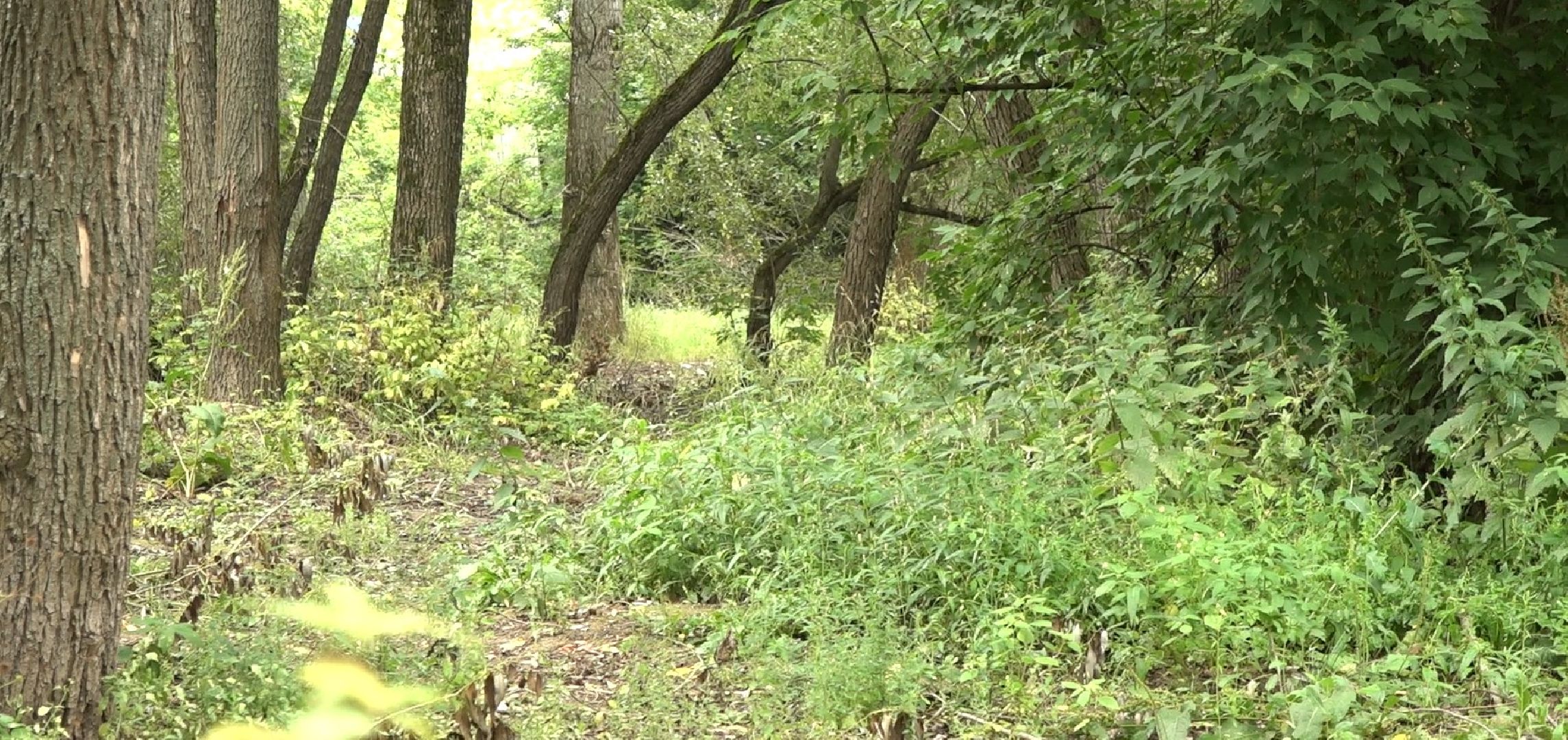 грибной сезон, МЧС, Домодедово