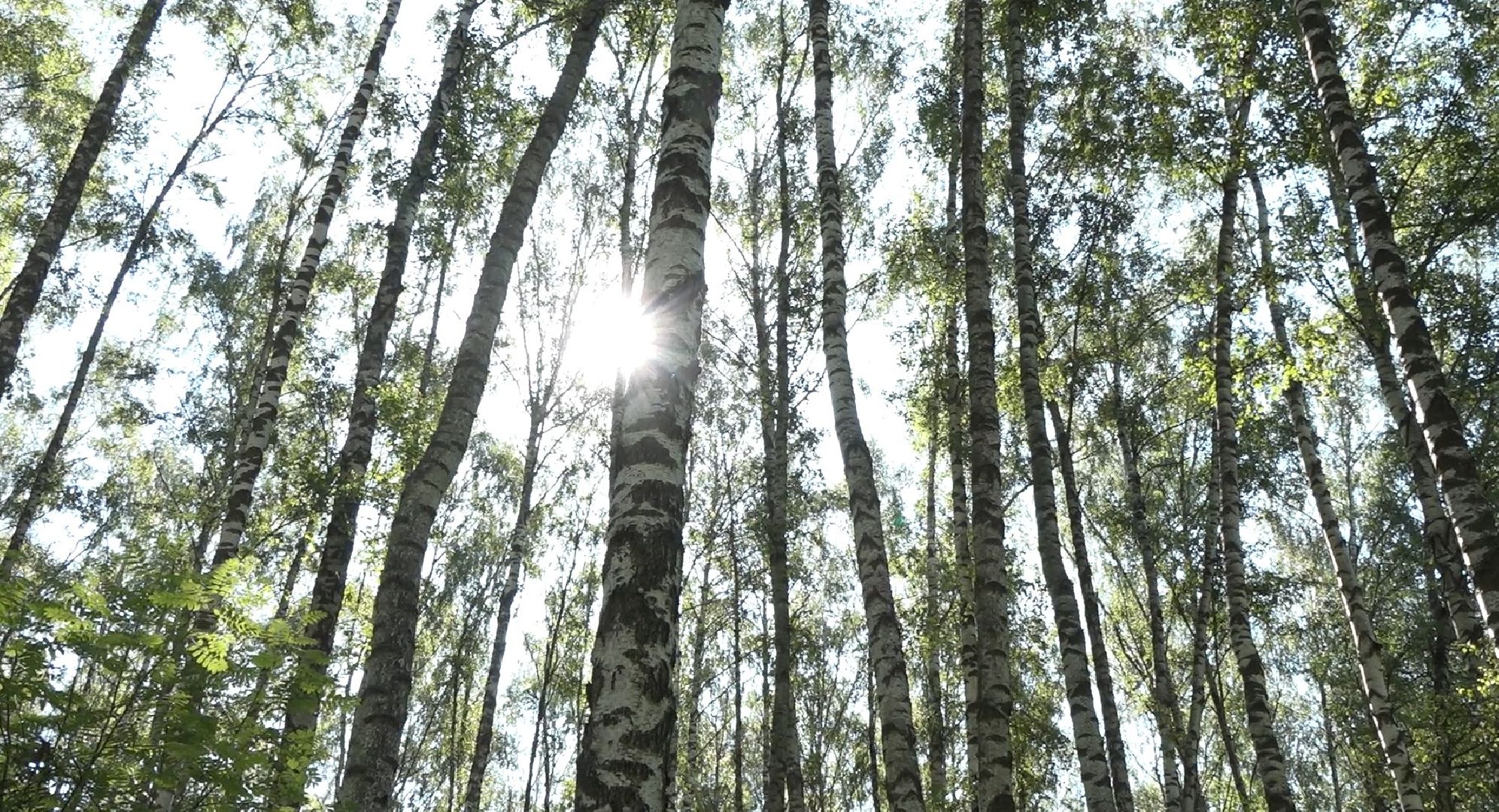 грибной сезон, МЧС, Домодедово