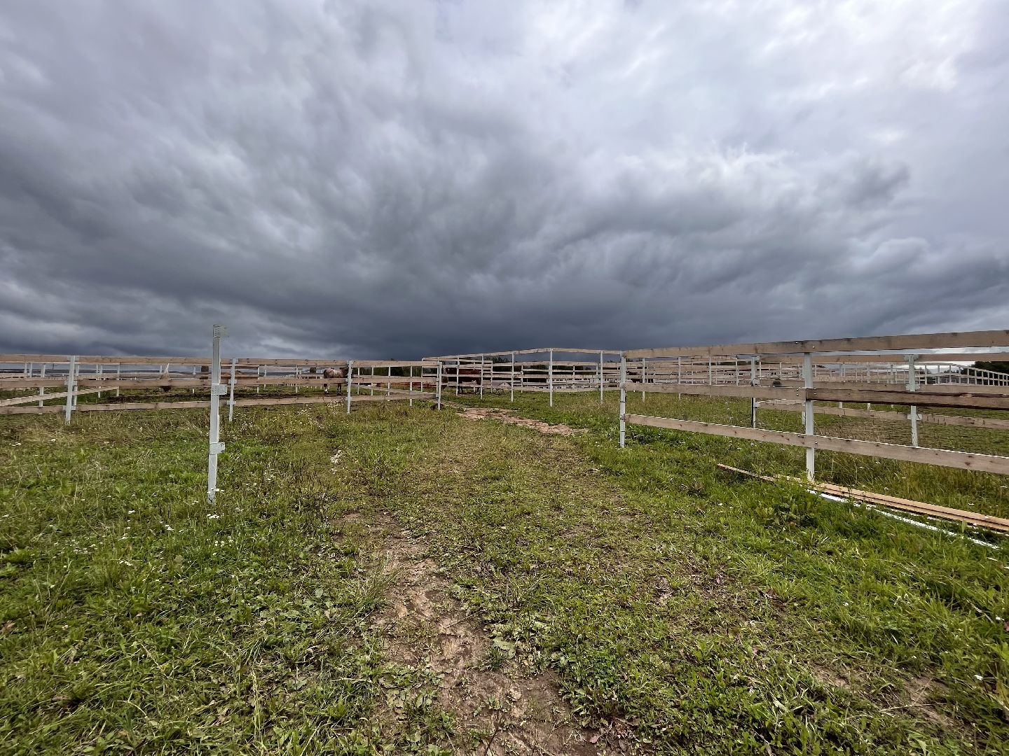 Шаховская, лошади, лошадиная ферма