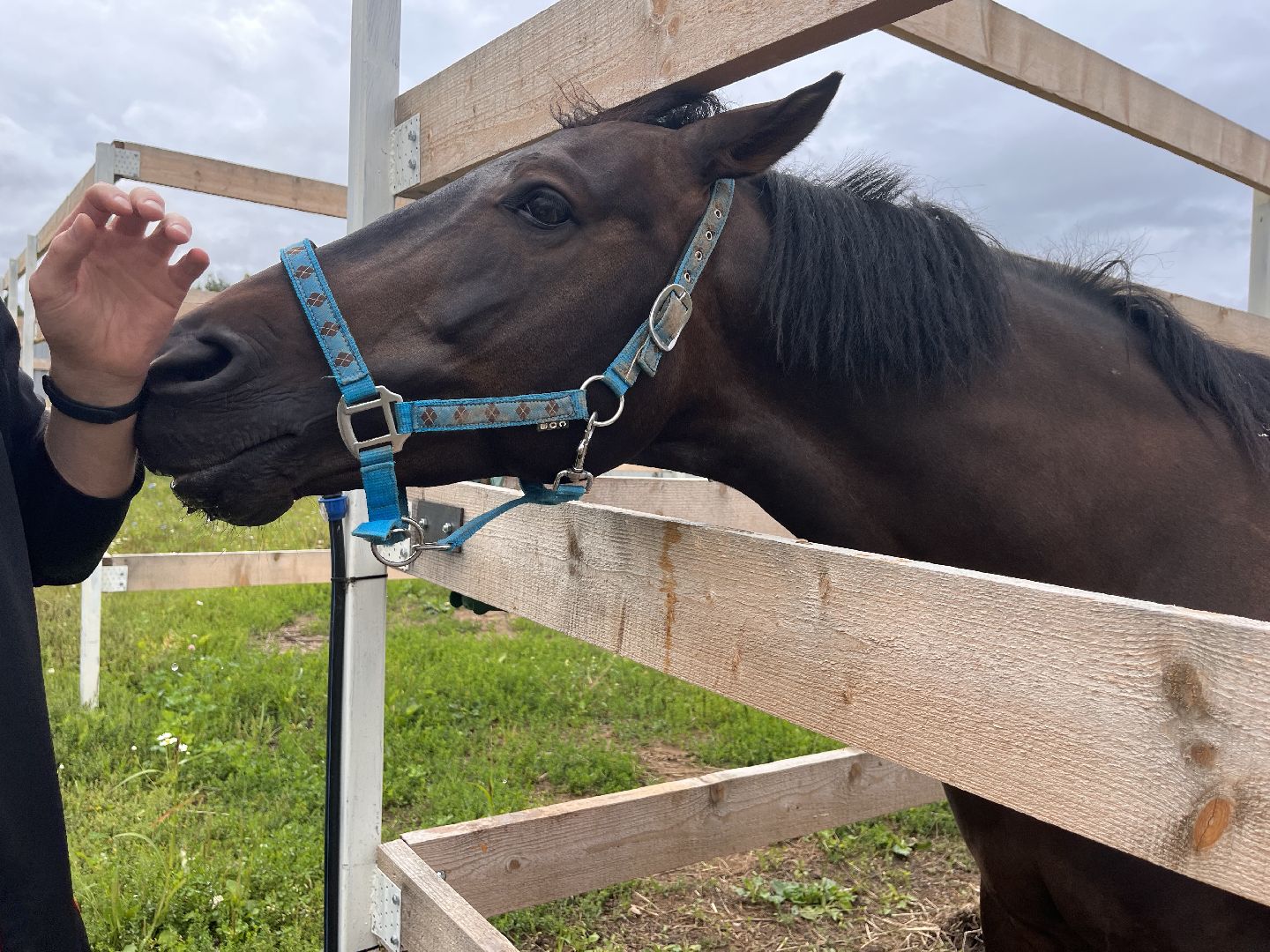 Шаховская, лошади, лошадиная ферма