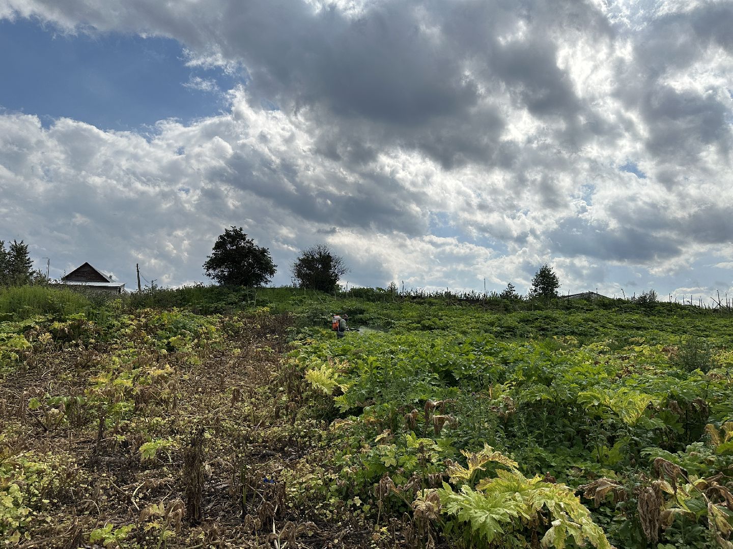 Клин, фермеры, общество, сельское хозяйство, Подмосковье