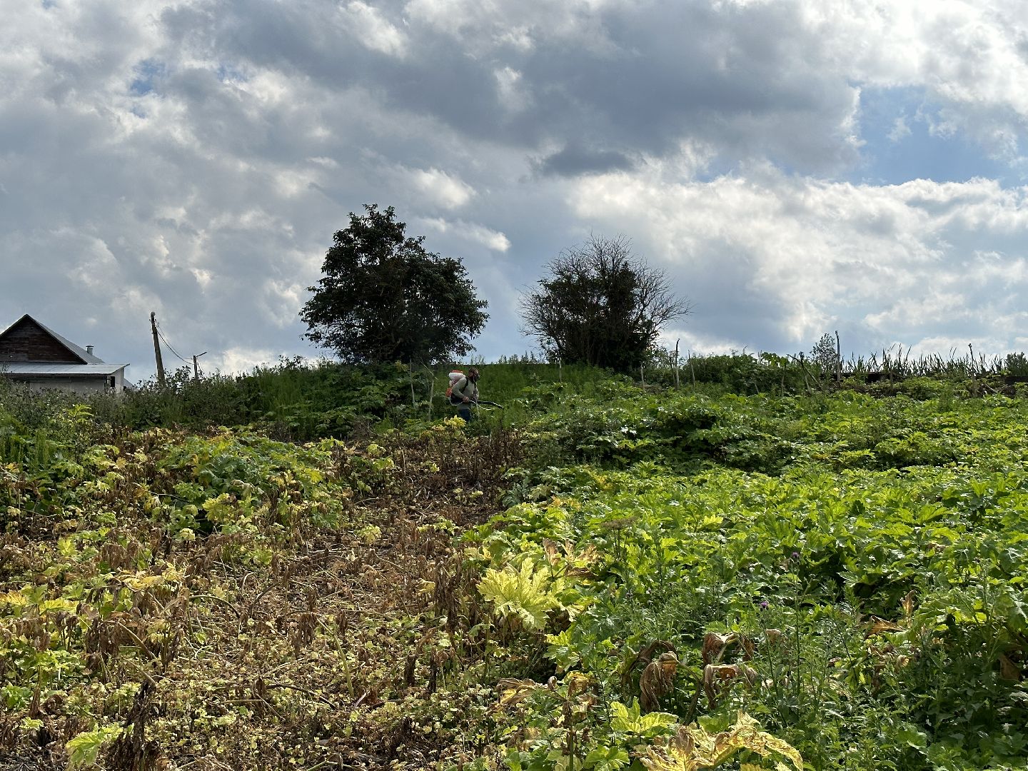 Клин, фермеры, общество, сельское хозяйство, Подмосковье