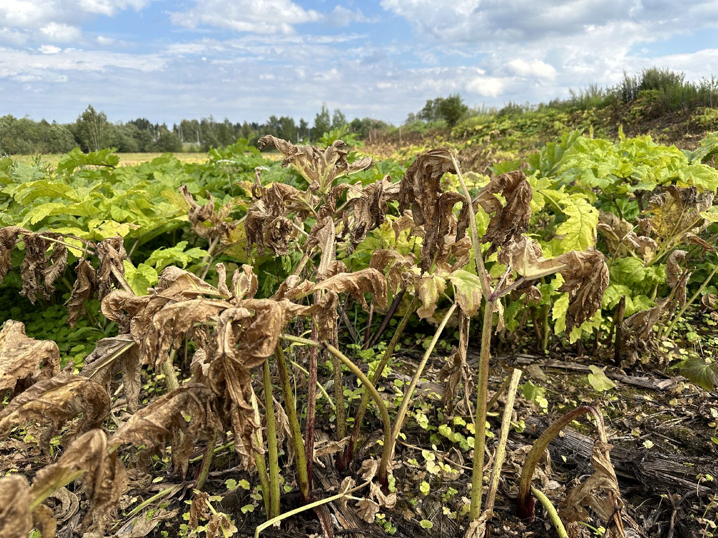Клин, фермеры, общество, сельское хозяйство, Подмосковье