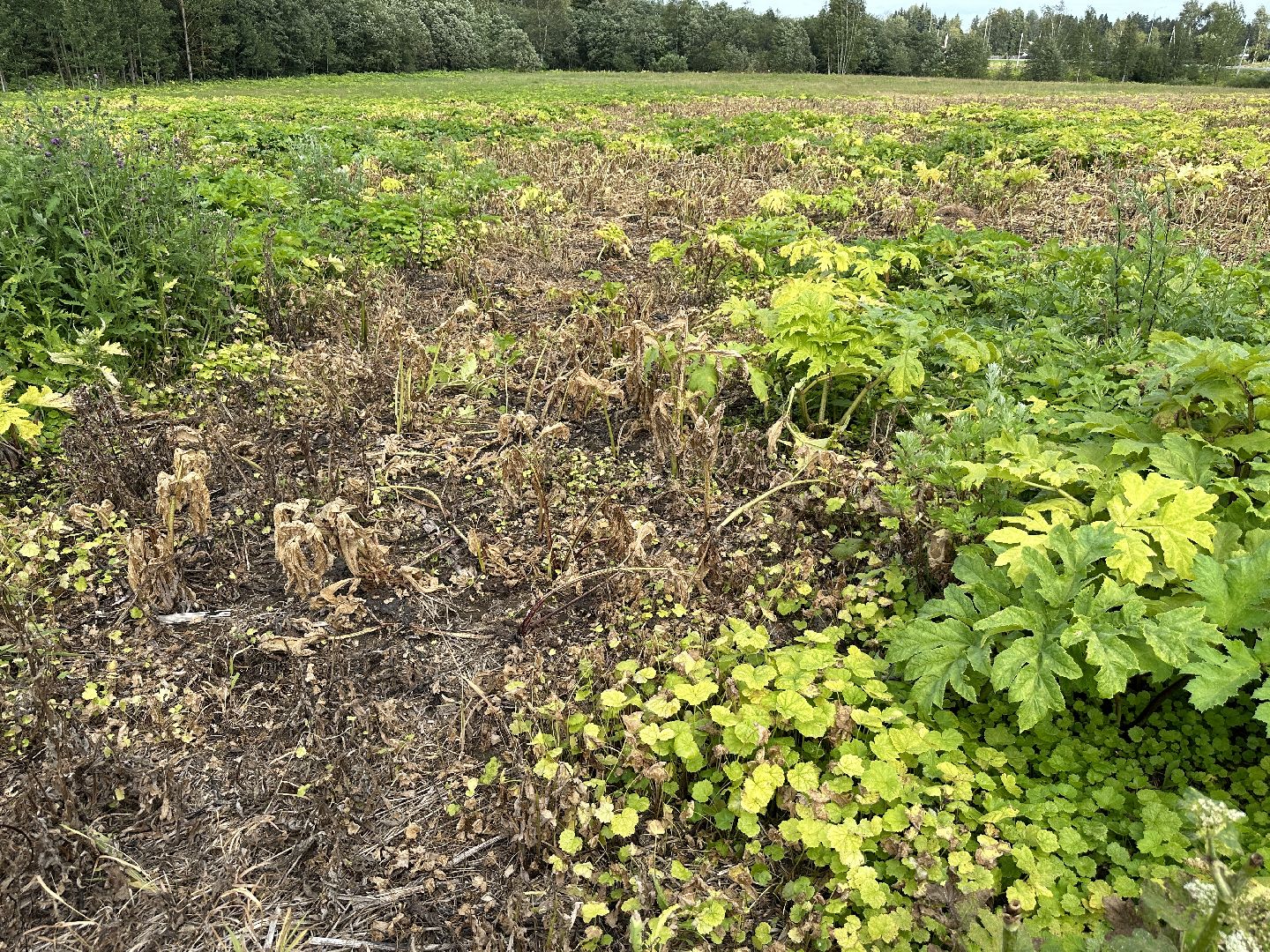 Клин, фермеры, общество, сельское хозяйство, Подмосковье