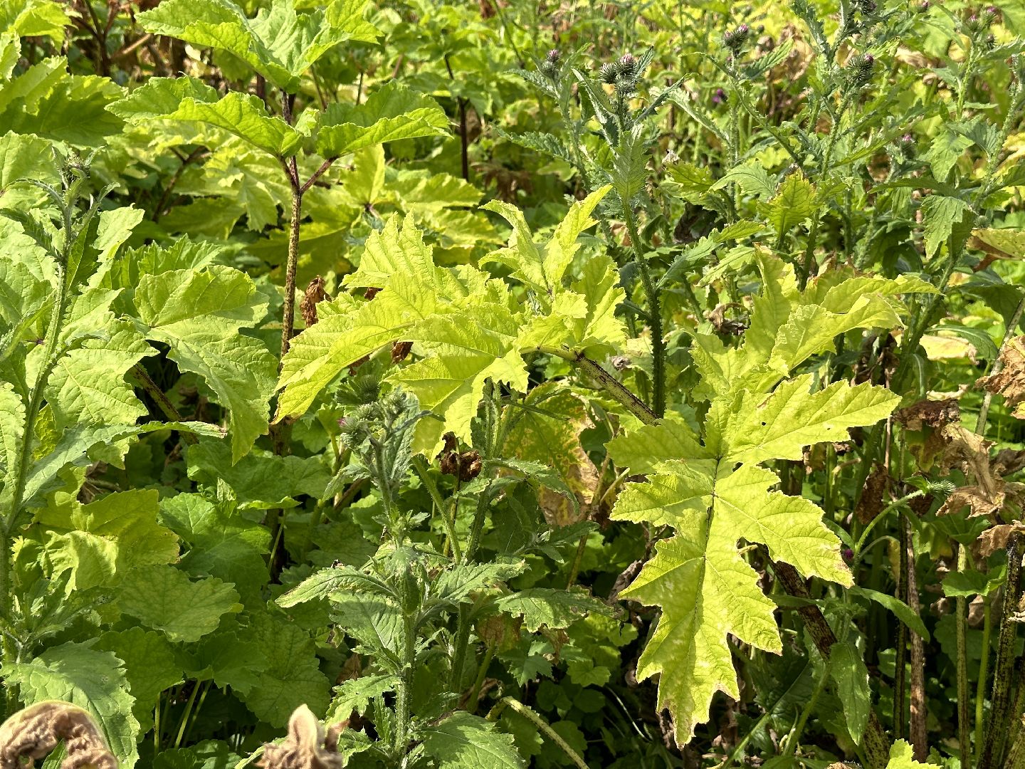 Клин, фермеры, общество, сельское хозяйство, Подмосковье