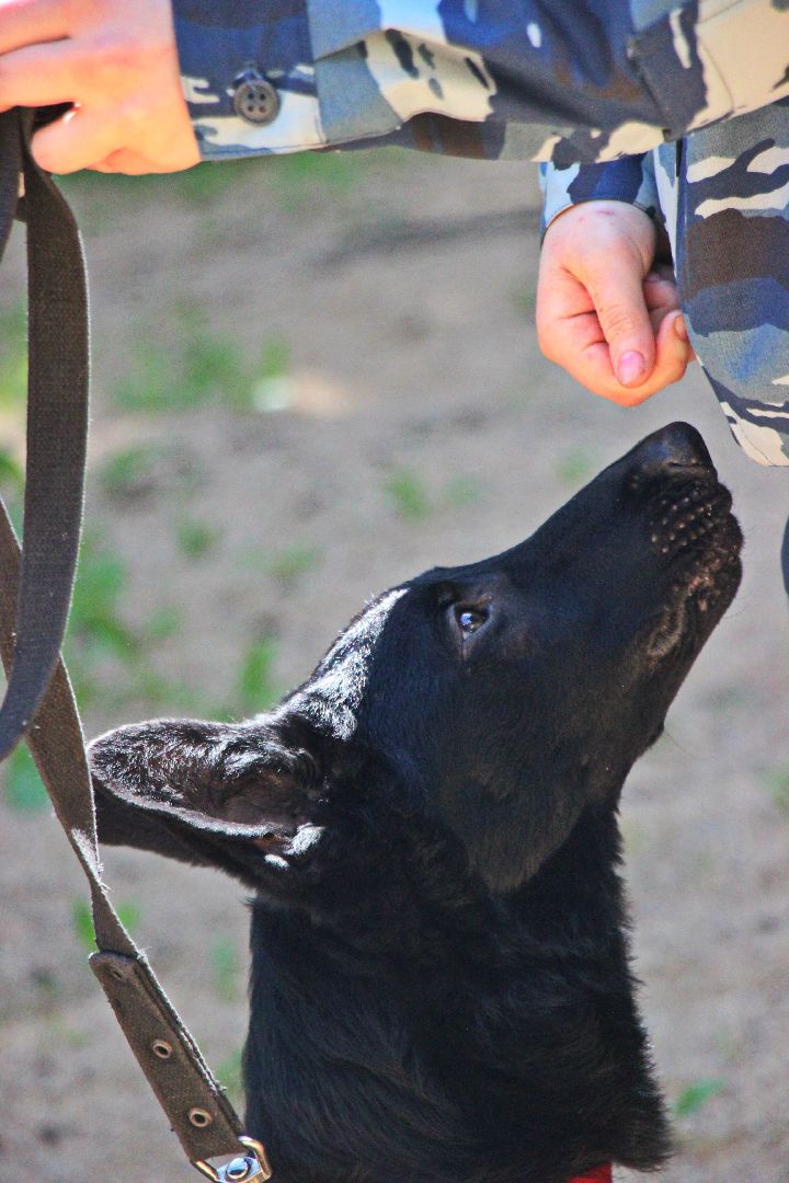 Лобня, собака, полиция
