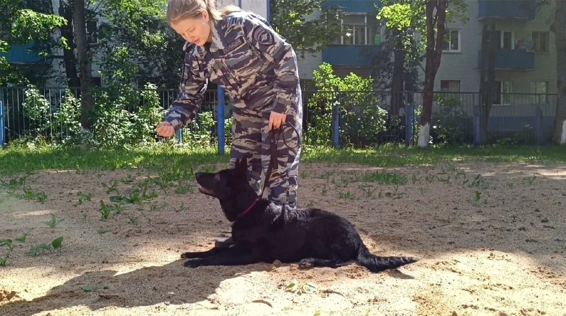 Лобня, собака, полиция