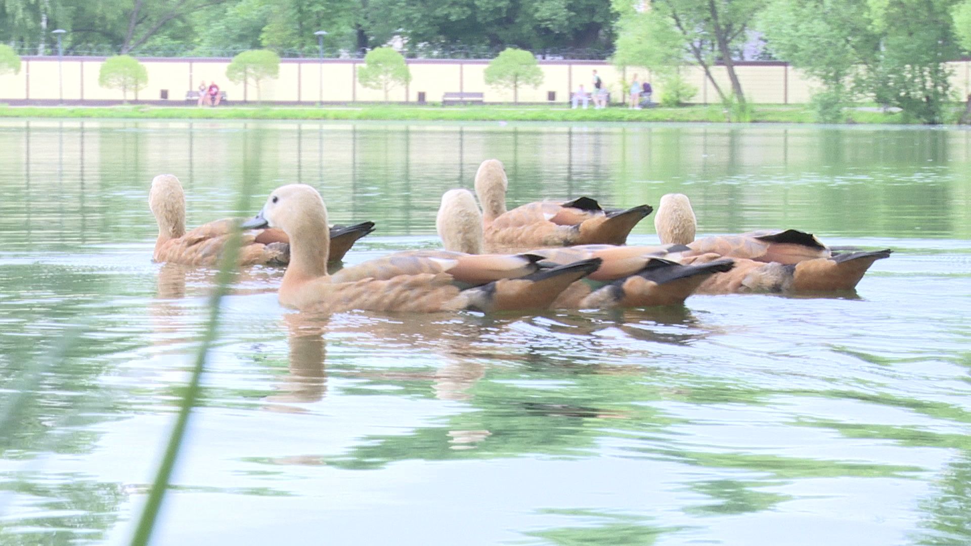 Реутов, лето, жара, врачи