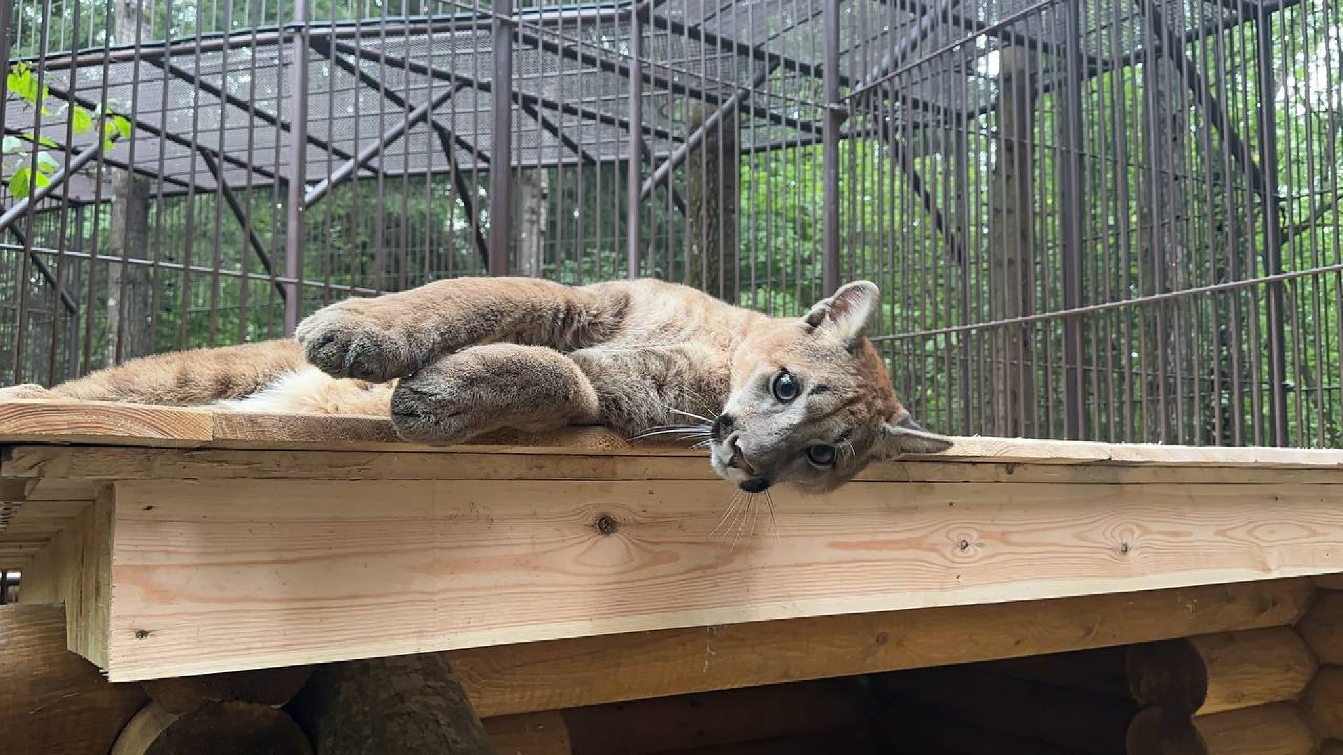 Можайск, Можайский городской округ, Подмосковье, парк тигров, Сафари-парк, кошки, хищники, туризм, лес, ягуар, тигр, лев, пума, леопард