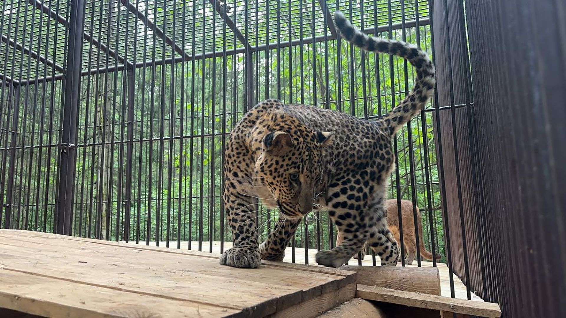 Можайск, Можайский городской округ, Подмосковье, парк тигров, Сафари-парк, кошки, хищники, туризм, лес, ягуар, тигр, лев, пума, леопард
