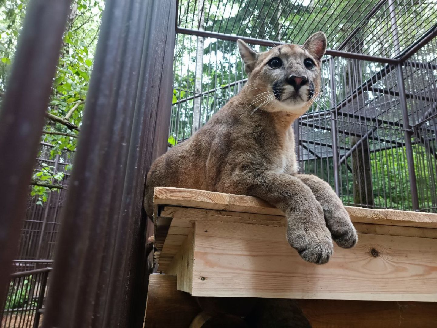 Можайск, Можайский городской округ, Подмосковье, парк тигров, Сафари-парк, кошки, хищники, туризм, лес, ягуар, тигр, лев, пума, леопард