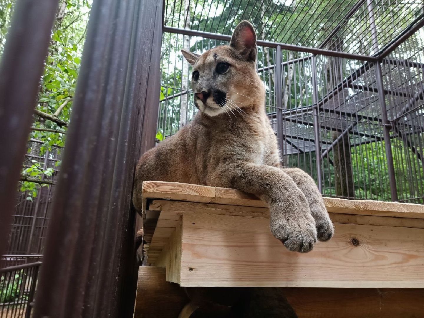 Можайск, Можайский городской округ, Подмосковье, парк тигров, Сафари-парк, кошки, хищники, туризм, лес, ягуар, тигр, лев, пума, леопард