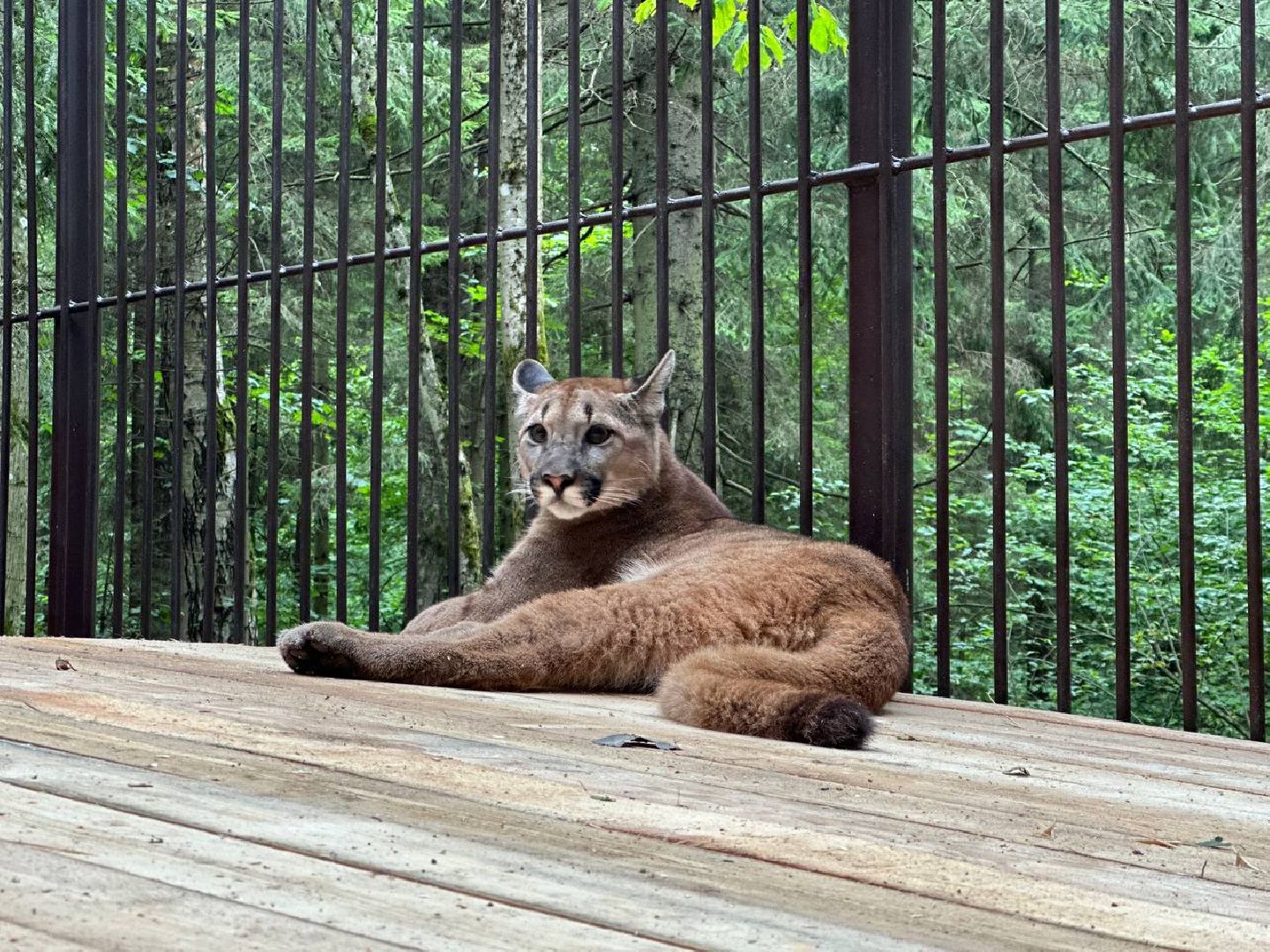 Можайск, Можайский городской округ, Подмосковье, парк тигров, Сафари-парк, кошки, хищники, туризм, лес, ягуар, тигр, лев, пума, леопард