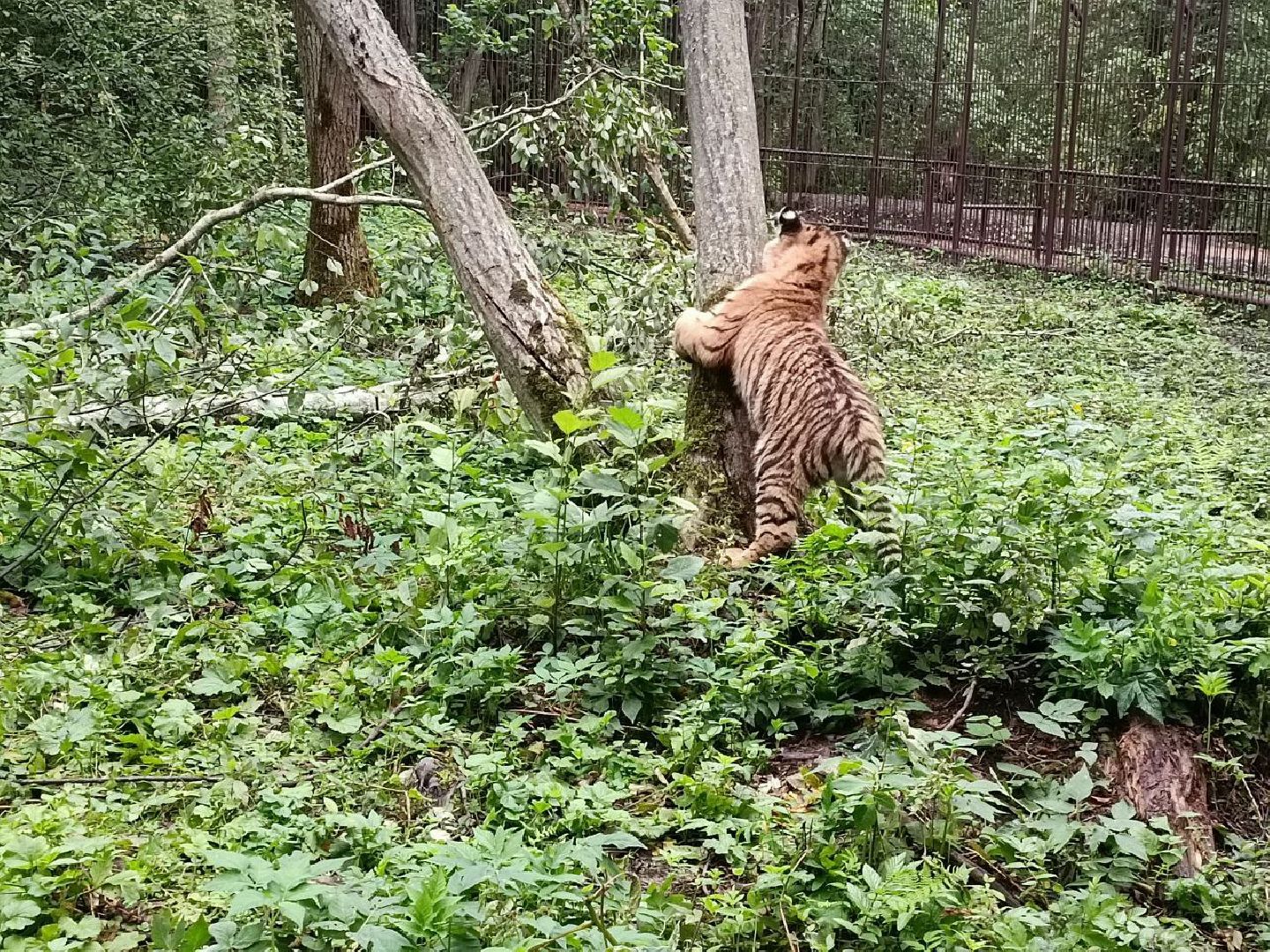Можайск, Можайский городской округ, Подмосковье, парк тигров, Сафари-парк, кошки, хищники, туризм, лес, ягуар, тигр, лев, пума, леопард