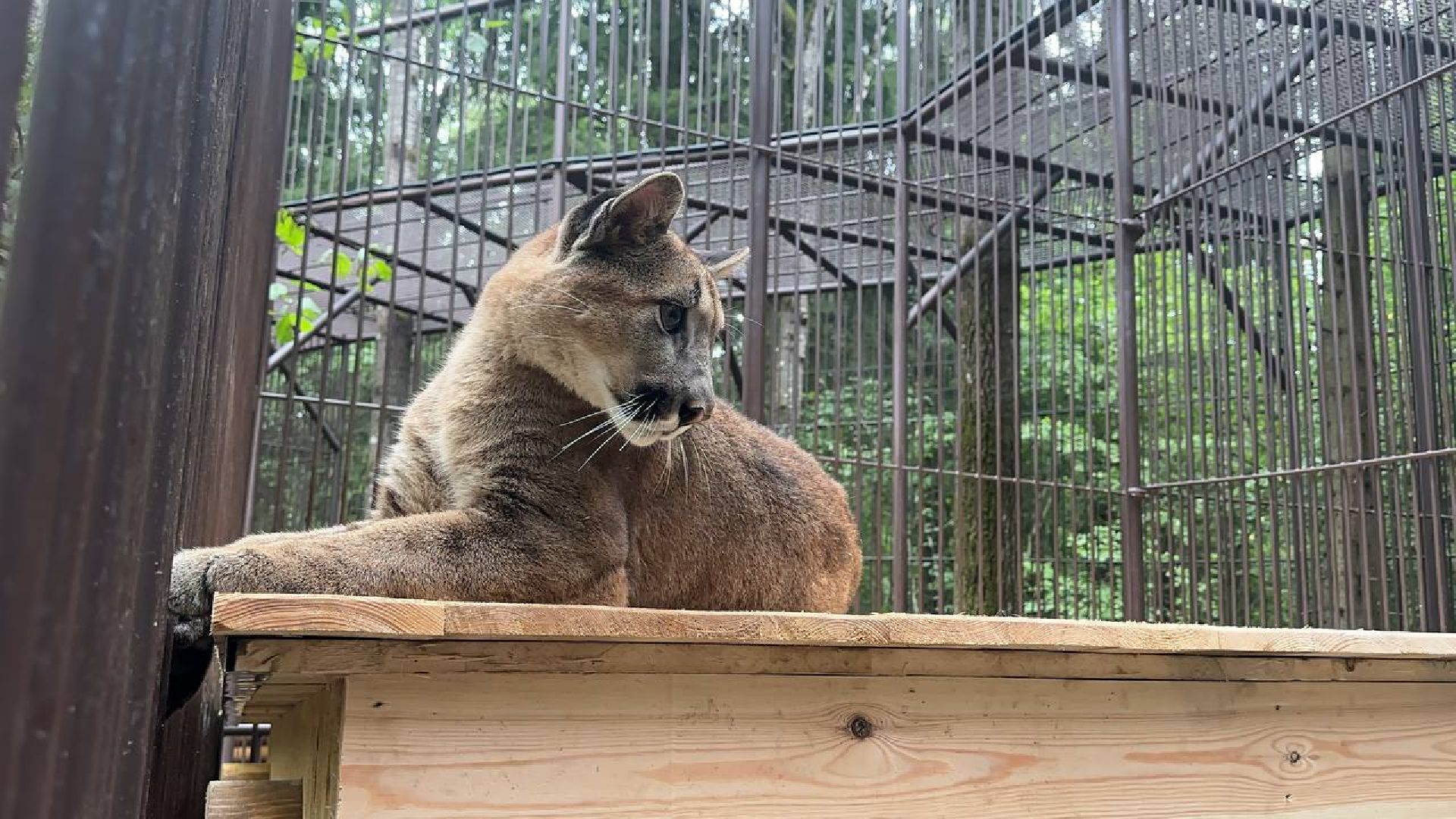 Можайск, Можайский городской округ, Подмосковье, парк тигров, Сафари-парк, кошки, хищники, туризм, лес, ягуар, тигр, лев, пума, леопард