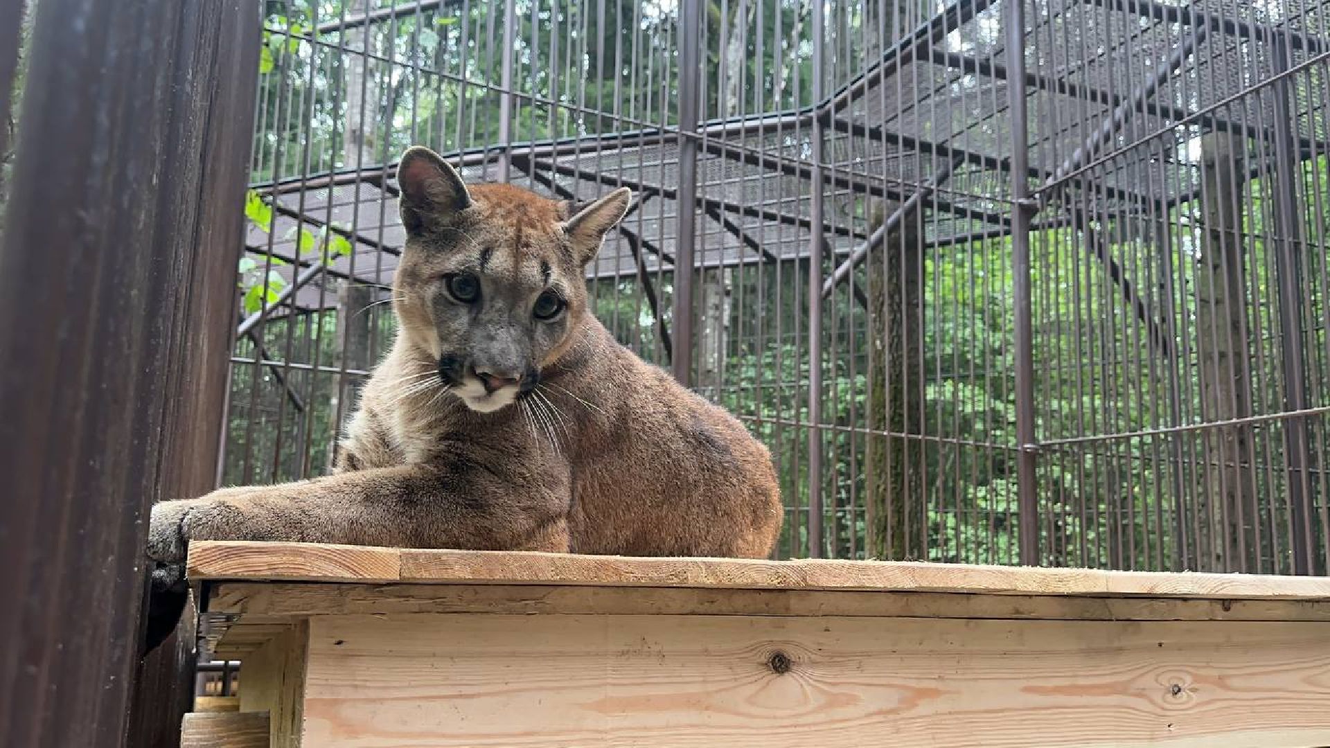 Можайск, Можайский городской округ, Подмосковье, парк тигров, Сафари-парк, кошки, хищники, туризм, лес, ягуар, тигр, лев, пума, леопард