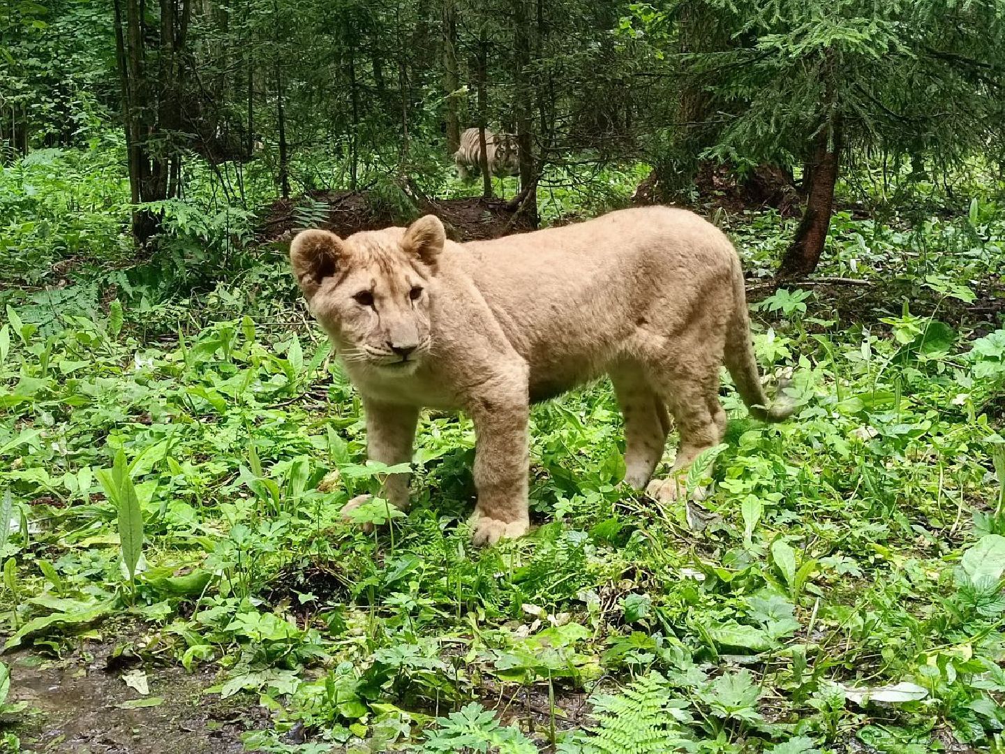 Можайск, Можайский городской округ, Подмосковье, парк тигров, Сафари-парк, кошки, хищники, туризм, лес, ягуар, тигр, лев, пума, леопард