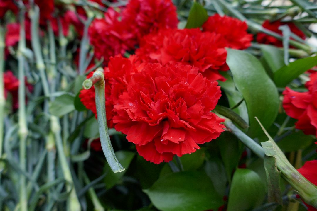 Подольск Спецоперация