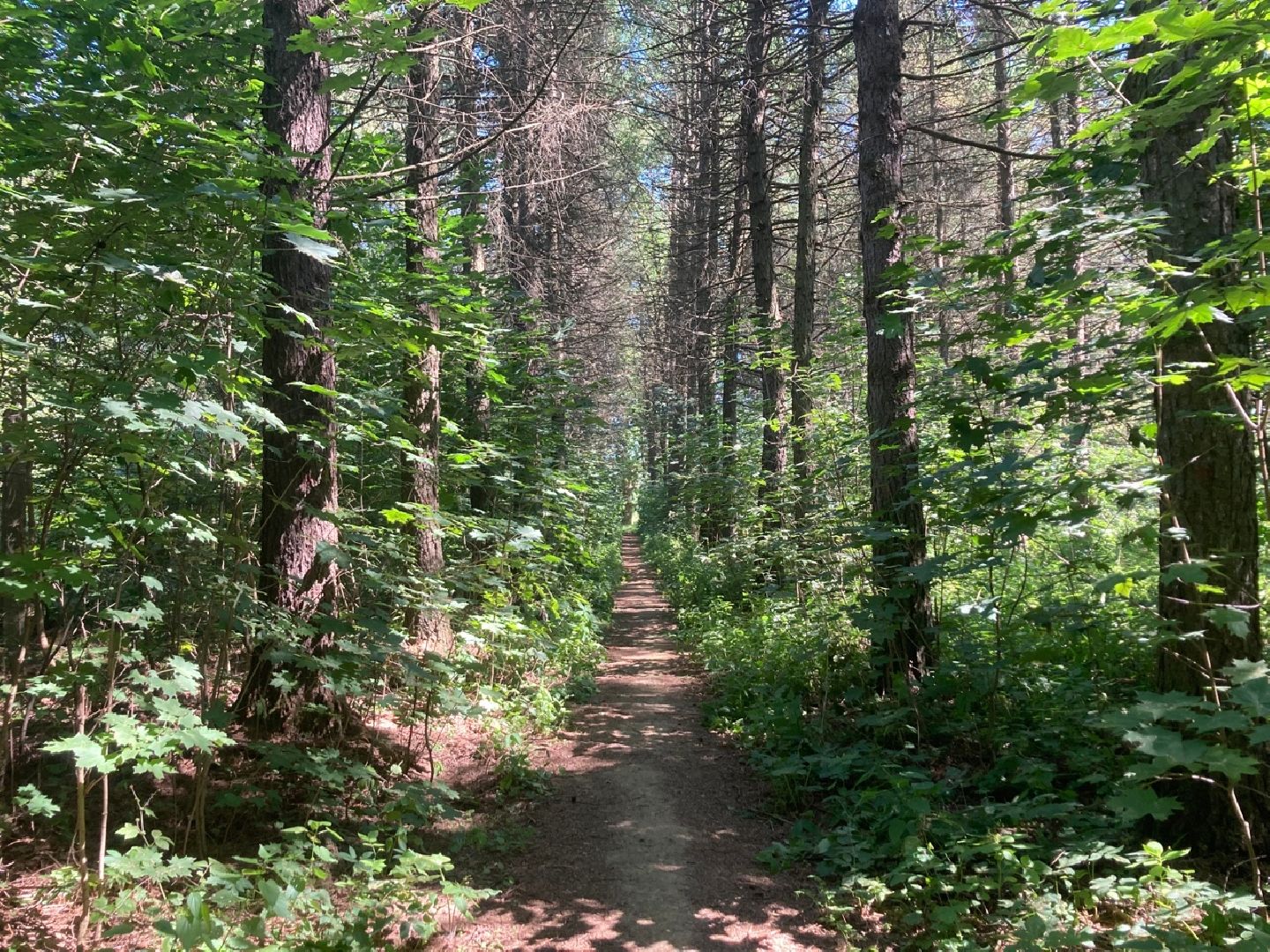 Солнечногорск, Рекинцо, парк, благоустройство, отдых