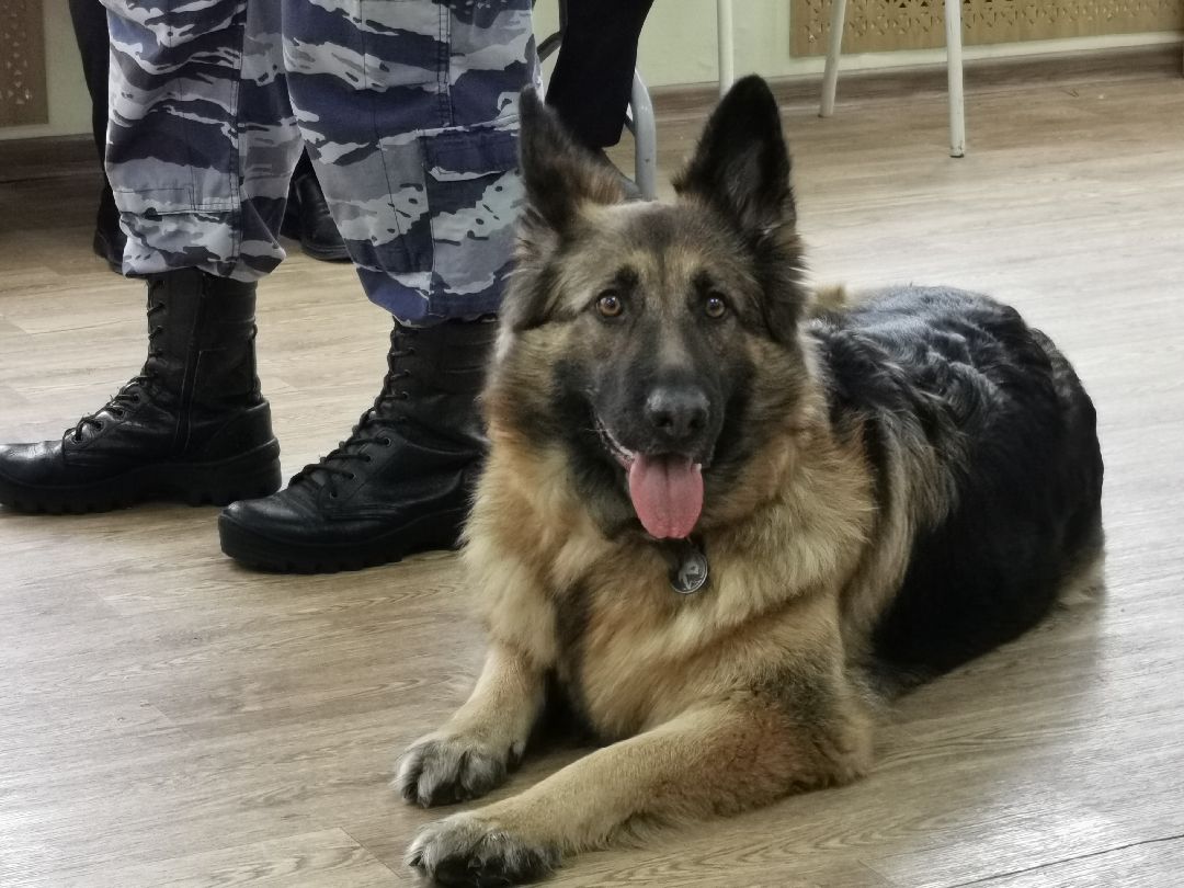 Подольск Общество