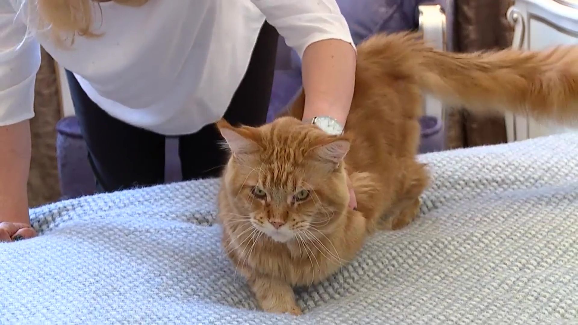 Реутов, День кошек, кошки, питомцы