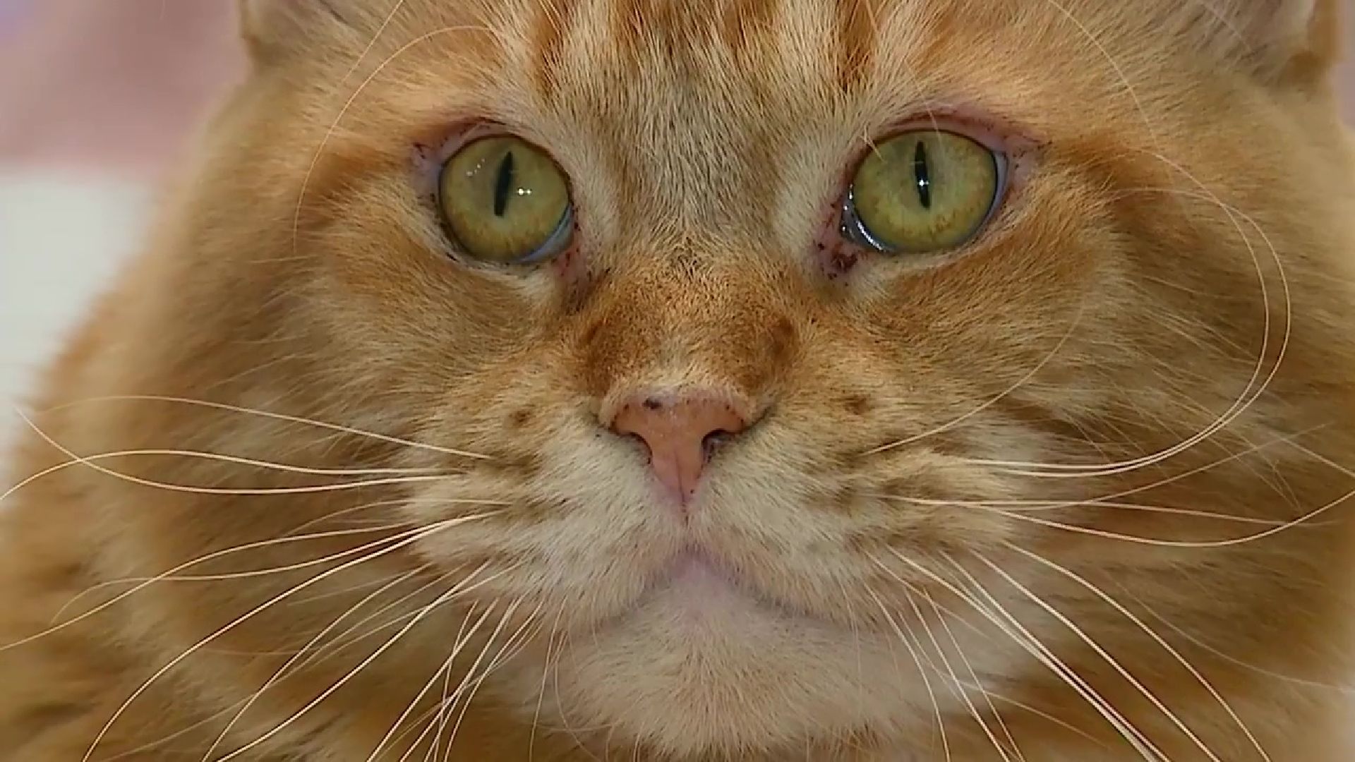 Реутов, День кошек, кошки, питомцы