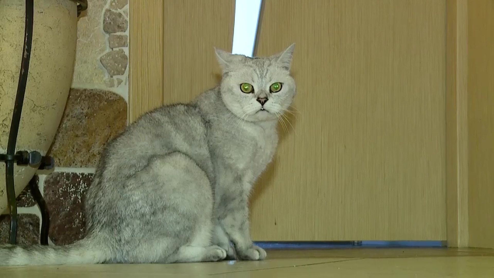 Реутов, День кошек, кошки, питомцы