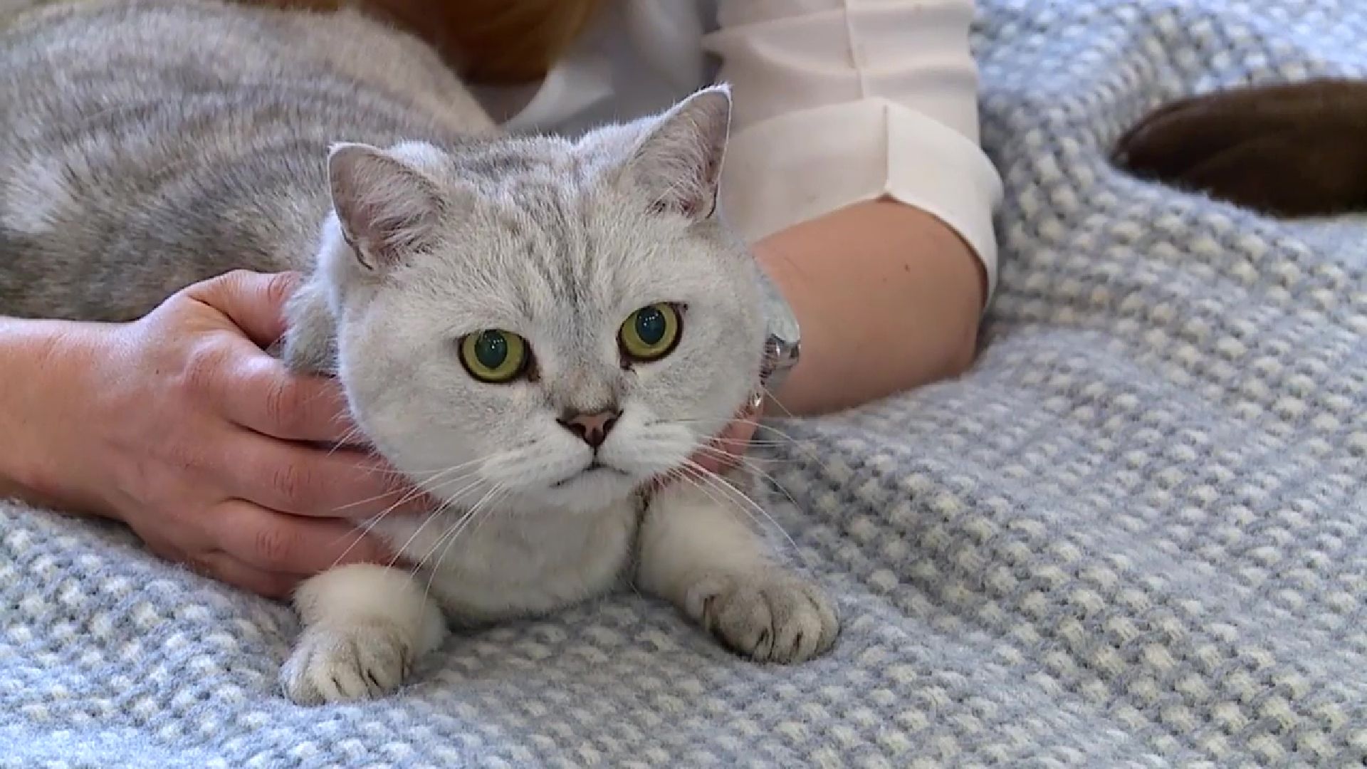 Реутов, День кошек, кошки, питомцы