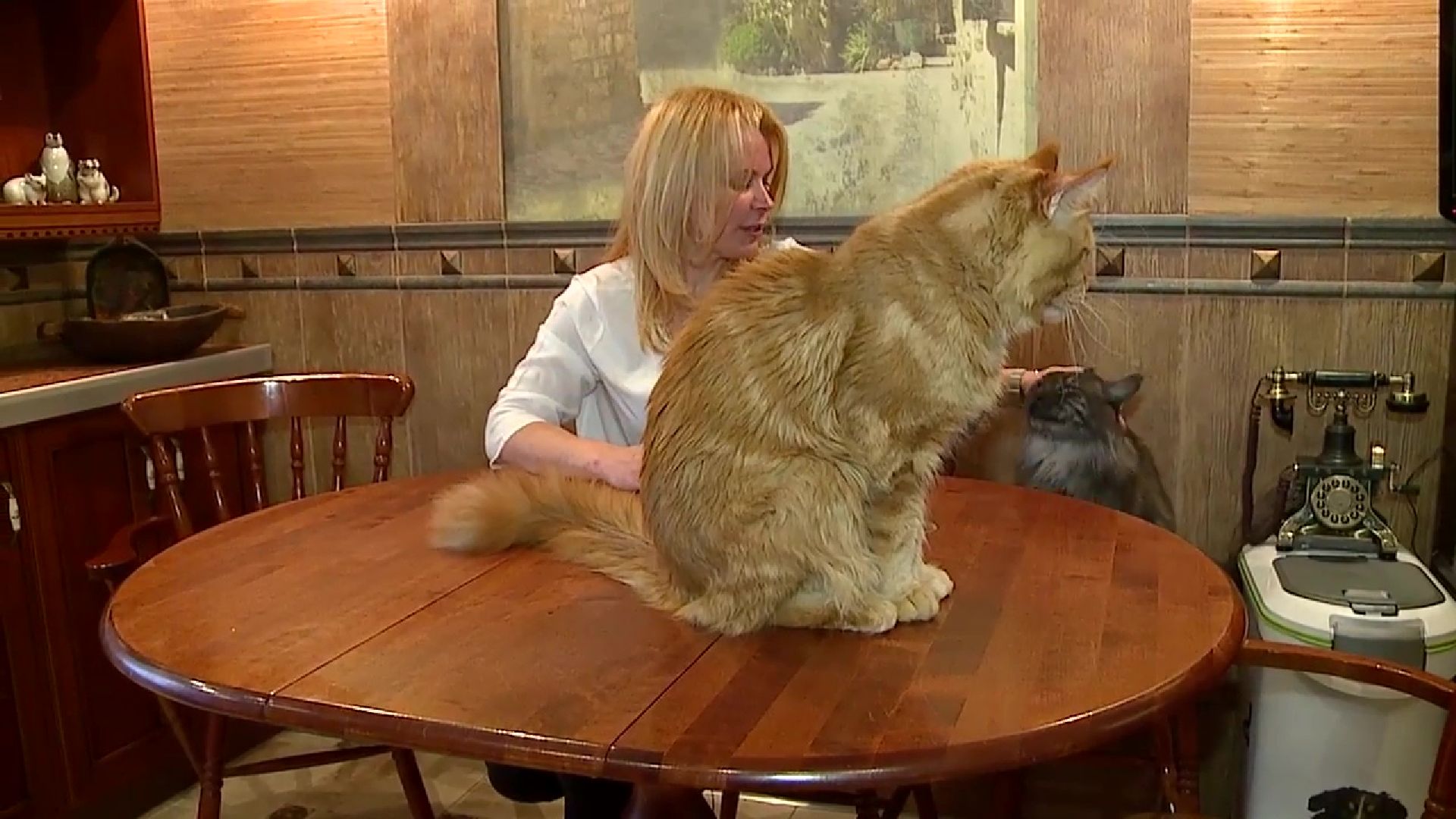 Реутов, День кошек, кошки, питомцы