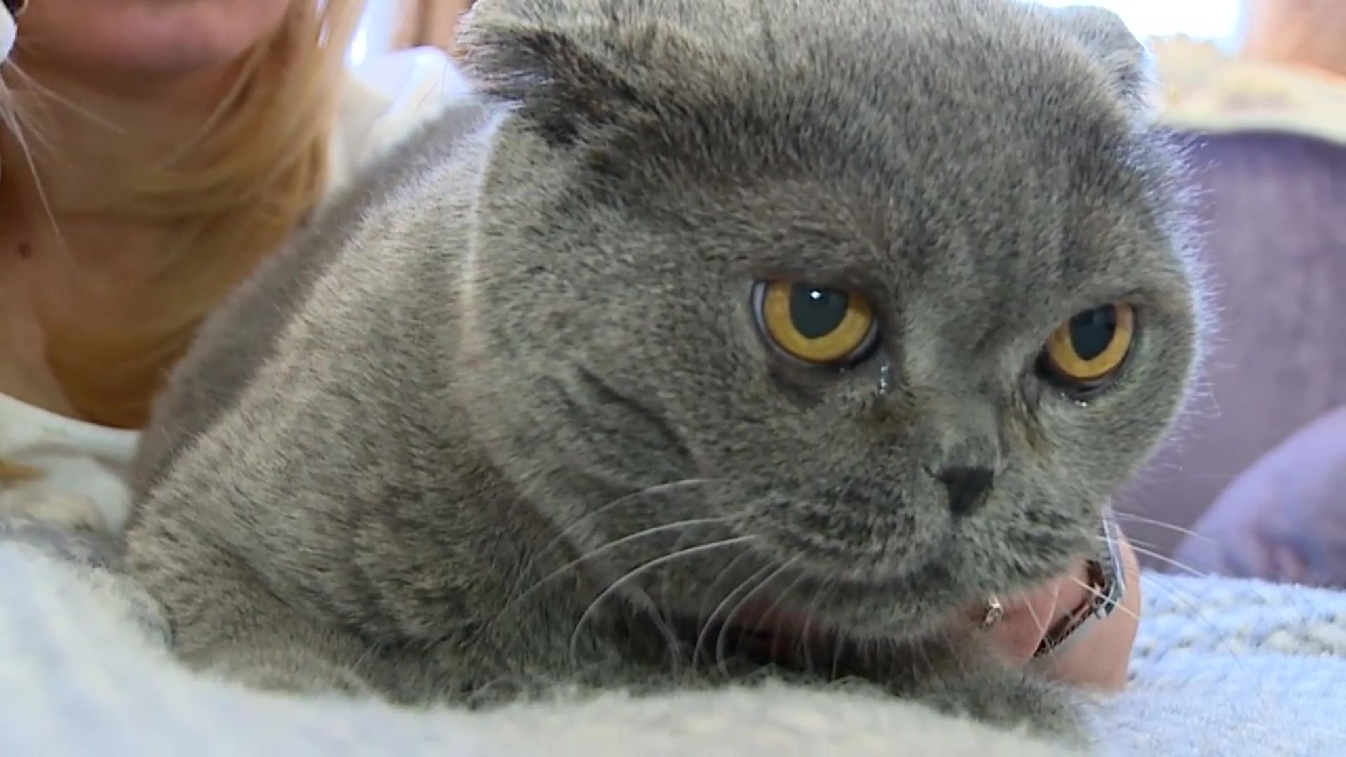 Реутов, День кошек, кошки, питомцы