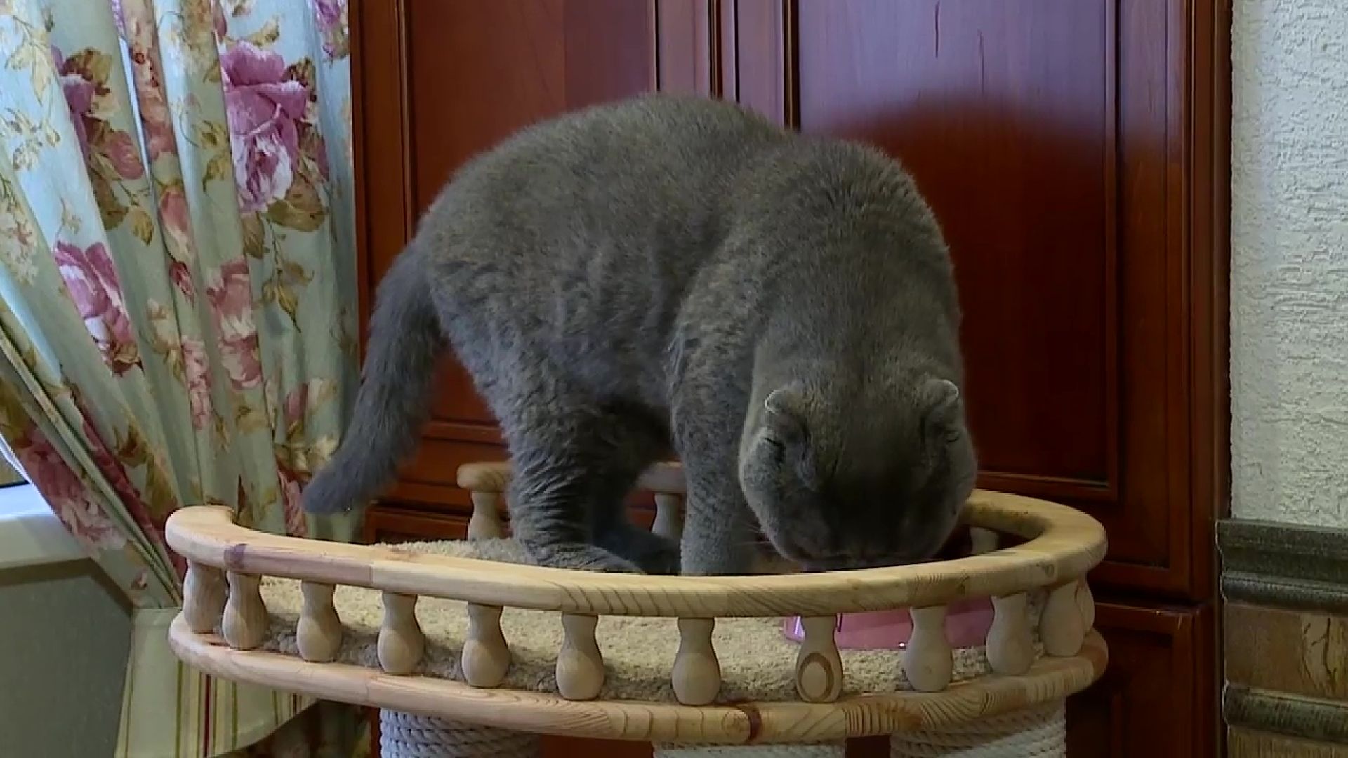 Реутов, День кошек, кошки, питомцы