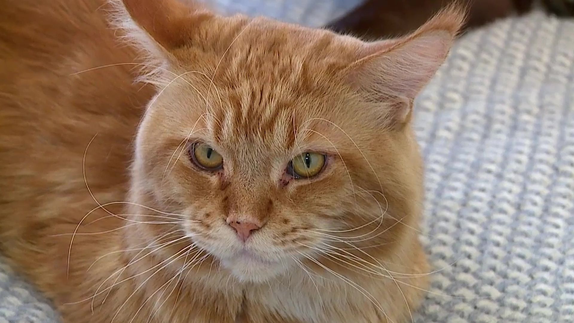 Реутов, День кошек, кошки, питомцы