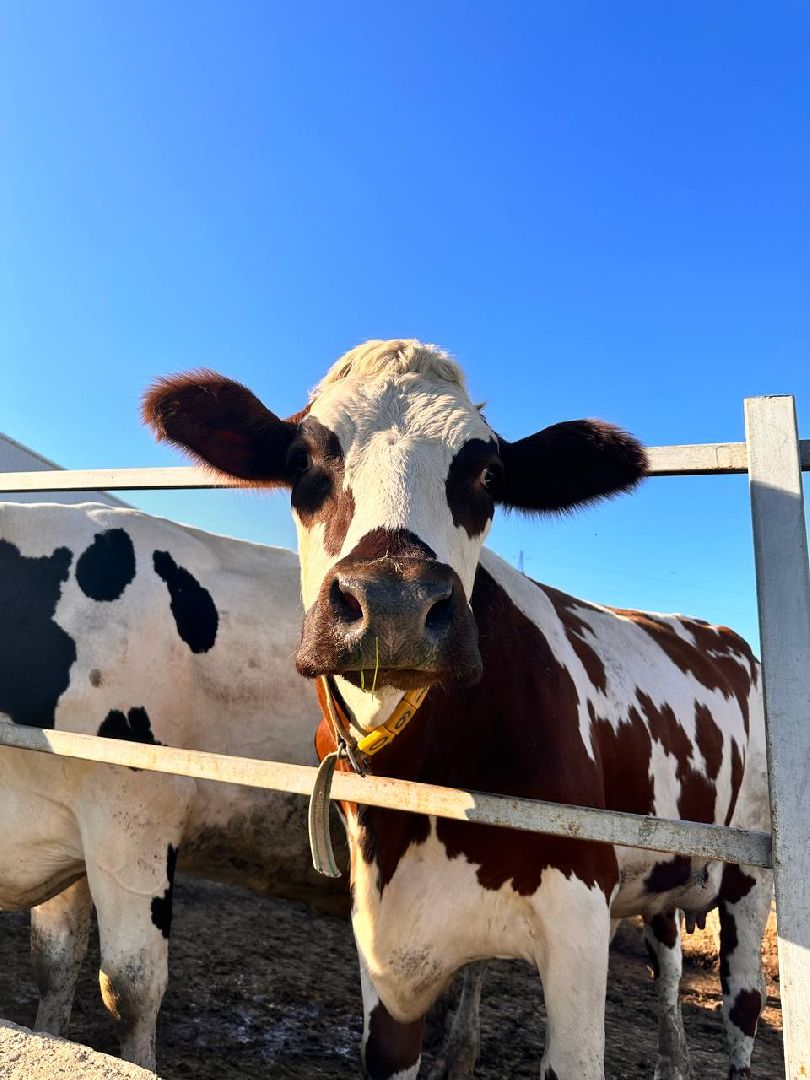 Можайск, Можайский городской округ, Истра, Подмосковье, фестиваль, гастрономический фестиваль, фермеры, продукция, туризм
