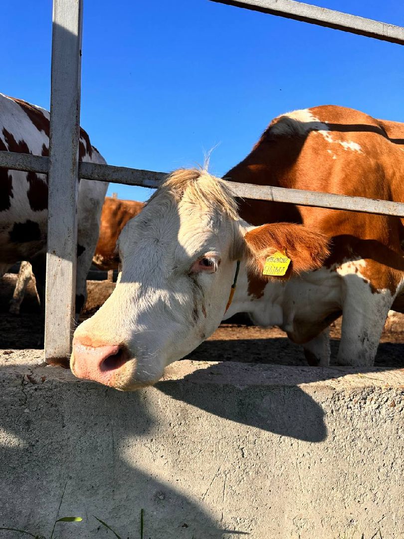 Можайск, Можайский городской округ, Истра, Подмосковье, фестиваль, гастрономический фестиваль, фермеры, продукция, туризм
