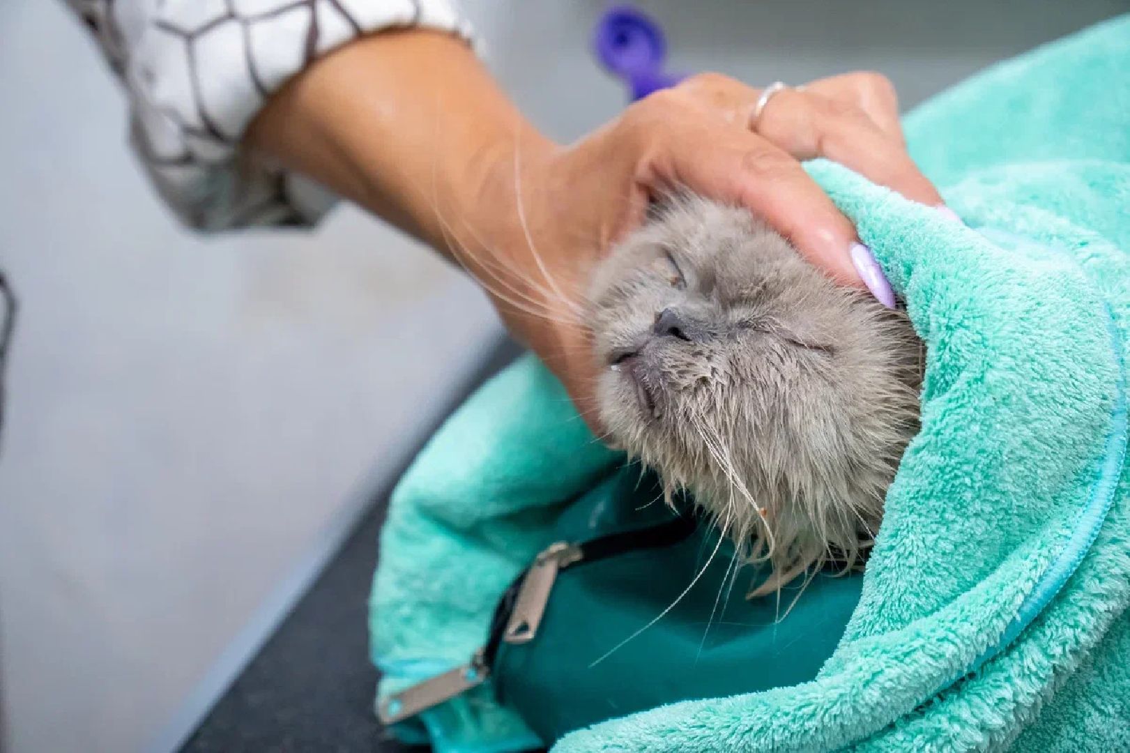 Общество, День кошек, Праздник, Румфолд, Ликино-Дулево, Куровское
